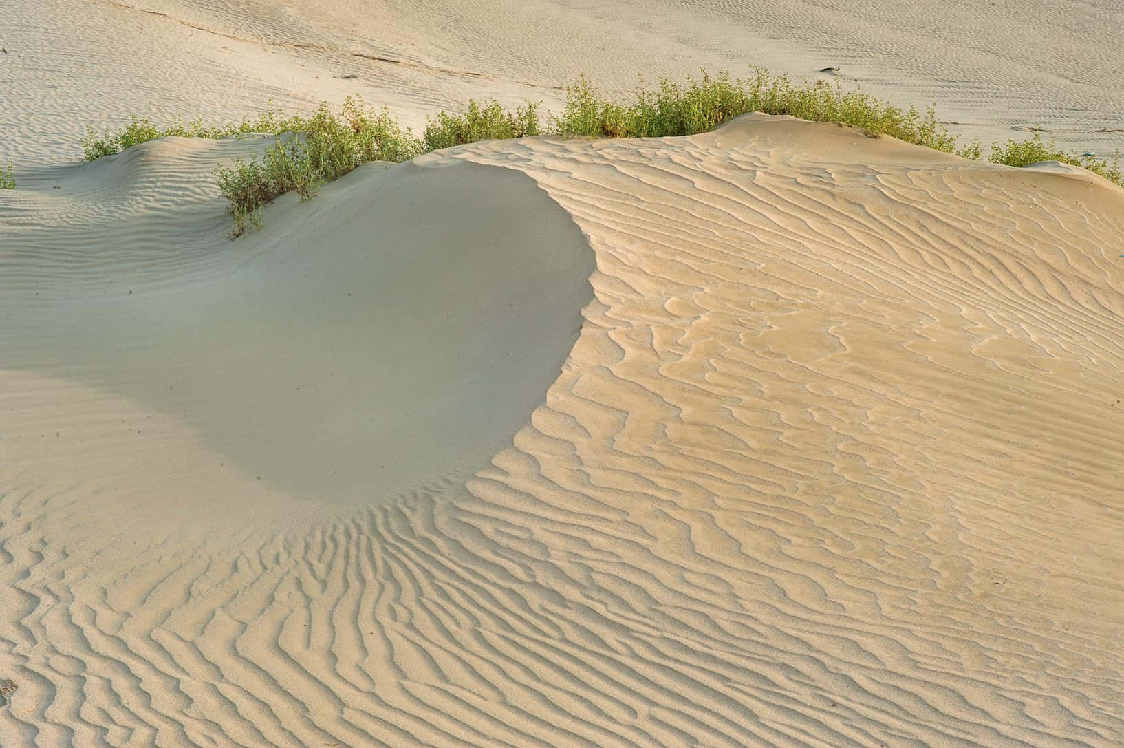 Beach Sand 桌布 壁紙 — 陽光照耀的沙丘上，細微的溝壑與稀疏的綠色植被依附在沙丘頂部，形成波紋。