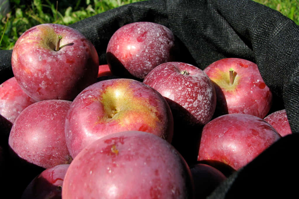 Fall Apples 桌布 壁紙 — 陽光照耀的紅蘋果帶有白色斑點，放在黑色布袋中，背景是綠色草地。