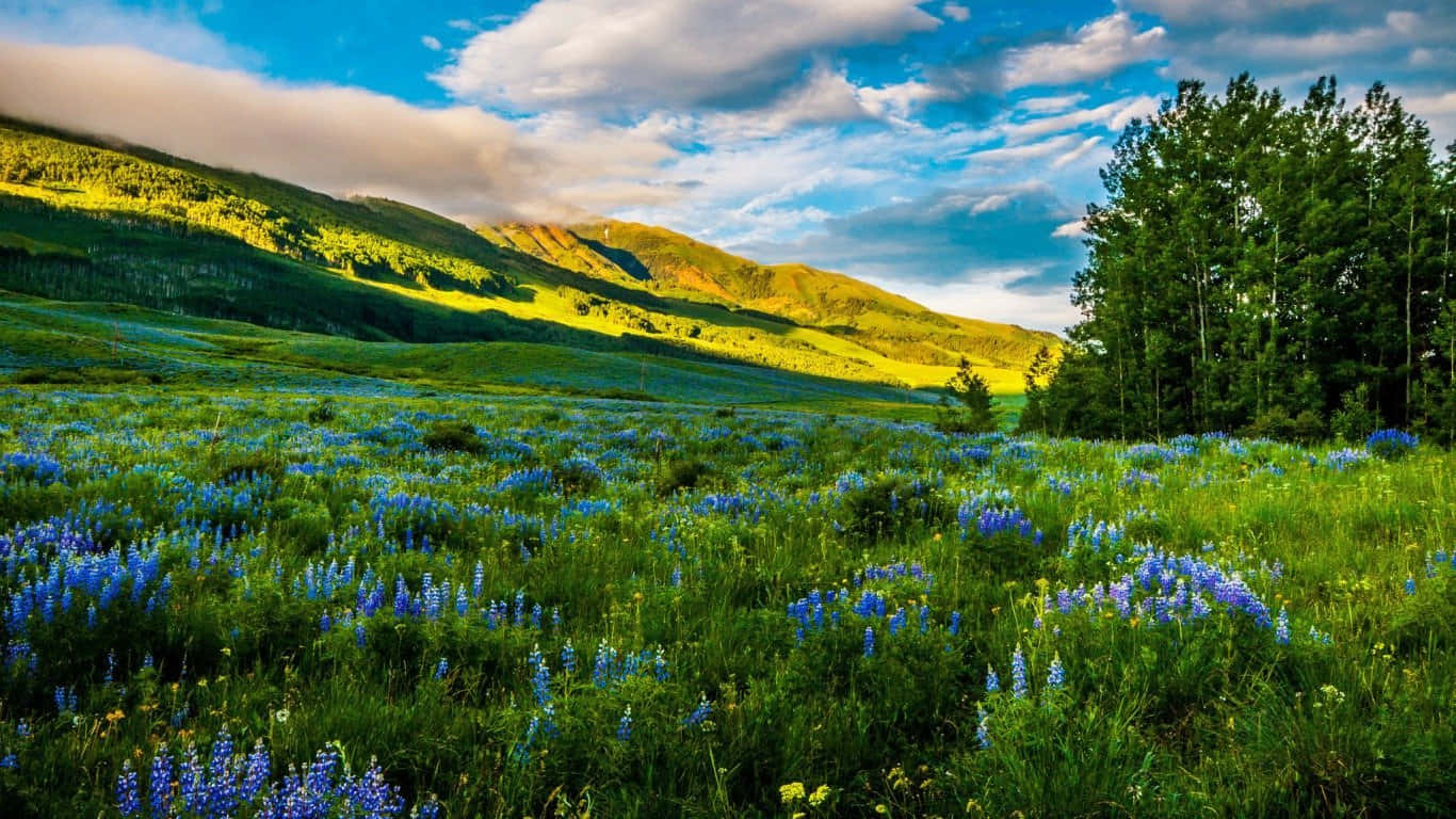 Meadow 桌布 壁紙 — 陽光照耀的草地上開滿了藍色野花，在戲劇性的多雲天空下，向著樹木繁茂的山丘延伸。