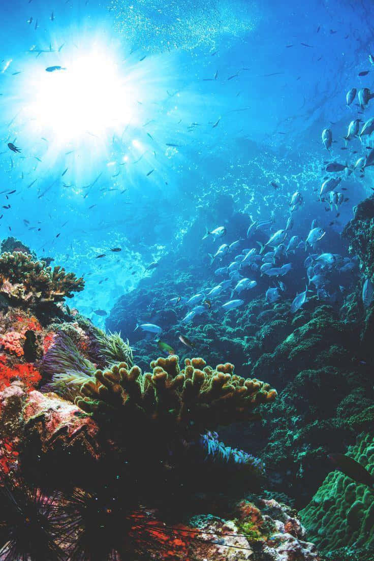 陽光珊瑚海底圖 壁紙 — 陽光穿透碧綠的海洋，照射在充滿魚群的生機勃勃珊瑚礁之上。