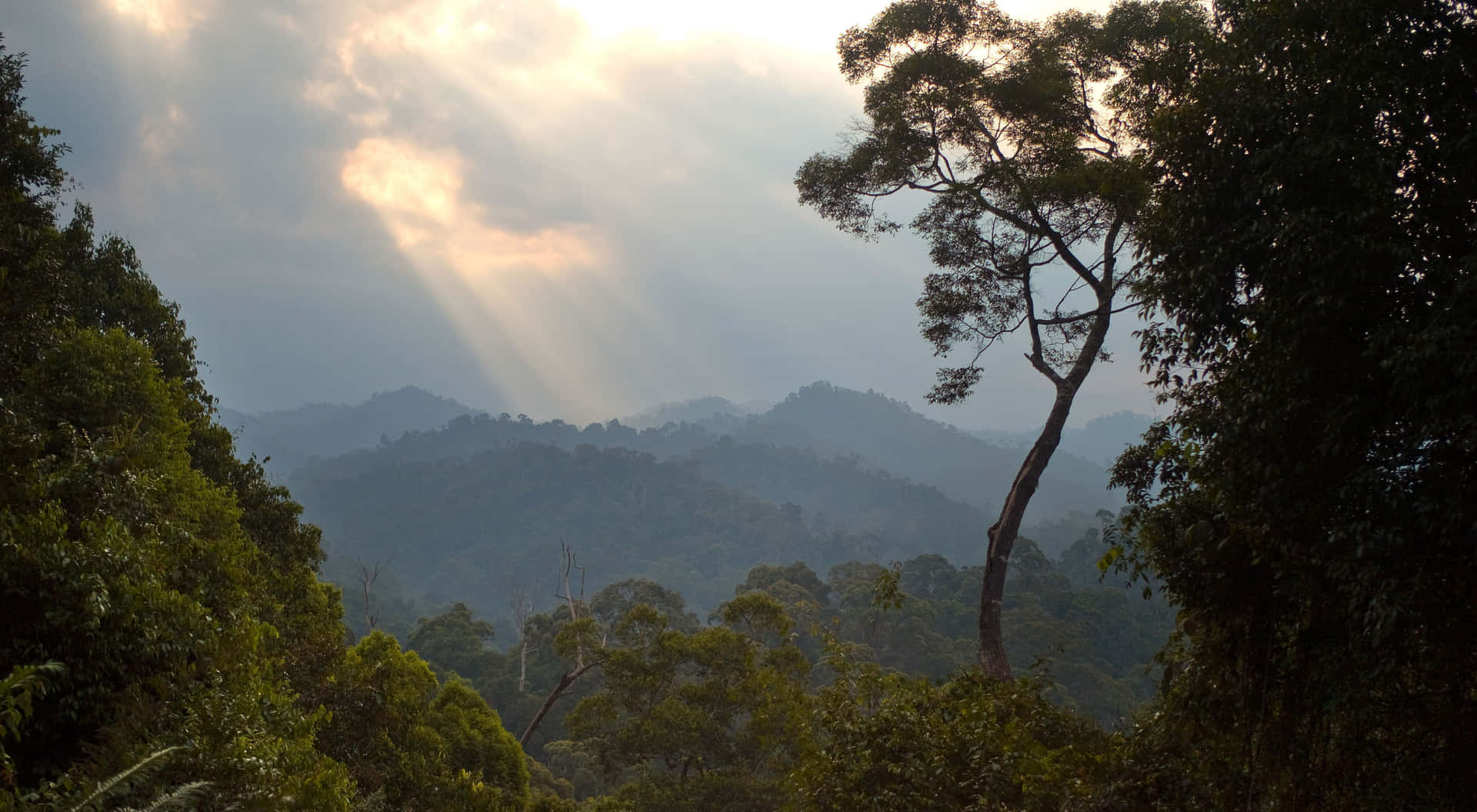 陽光穿過雲層，照耀在由一棵孤樹框住的霧氣瀰漫的森林山脈上。