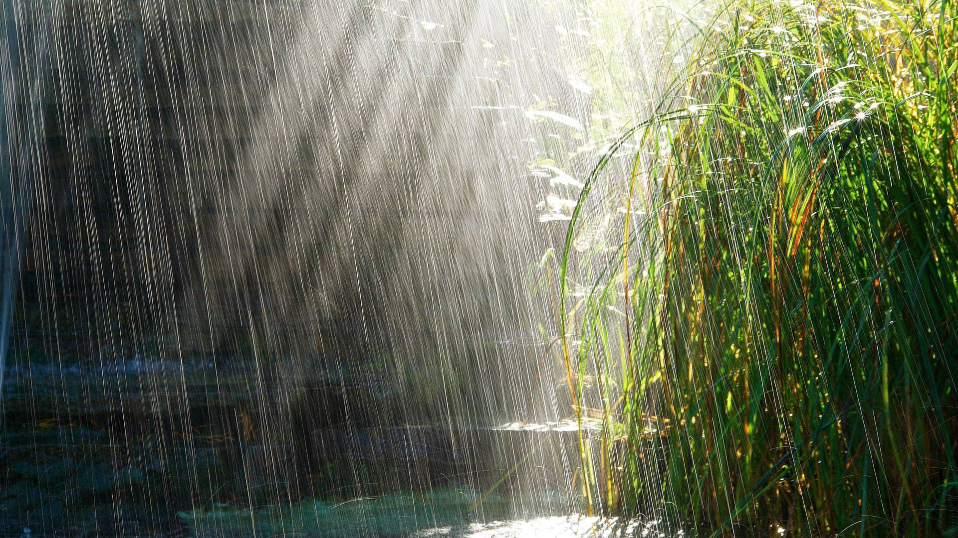 陽光穿過落雨，照在平靜水邊高大的綠色蘆葦旁。