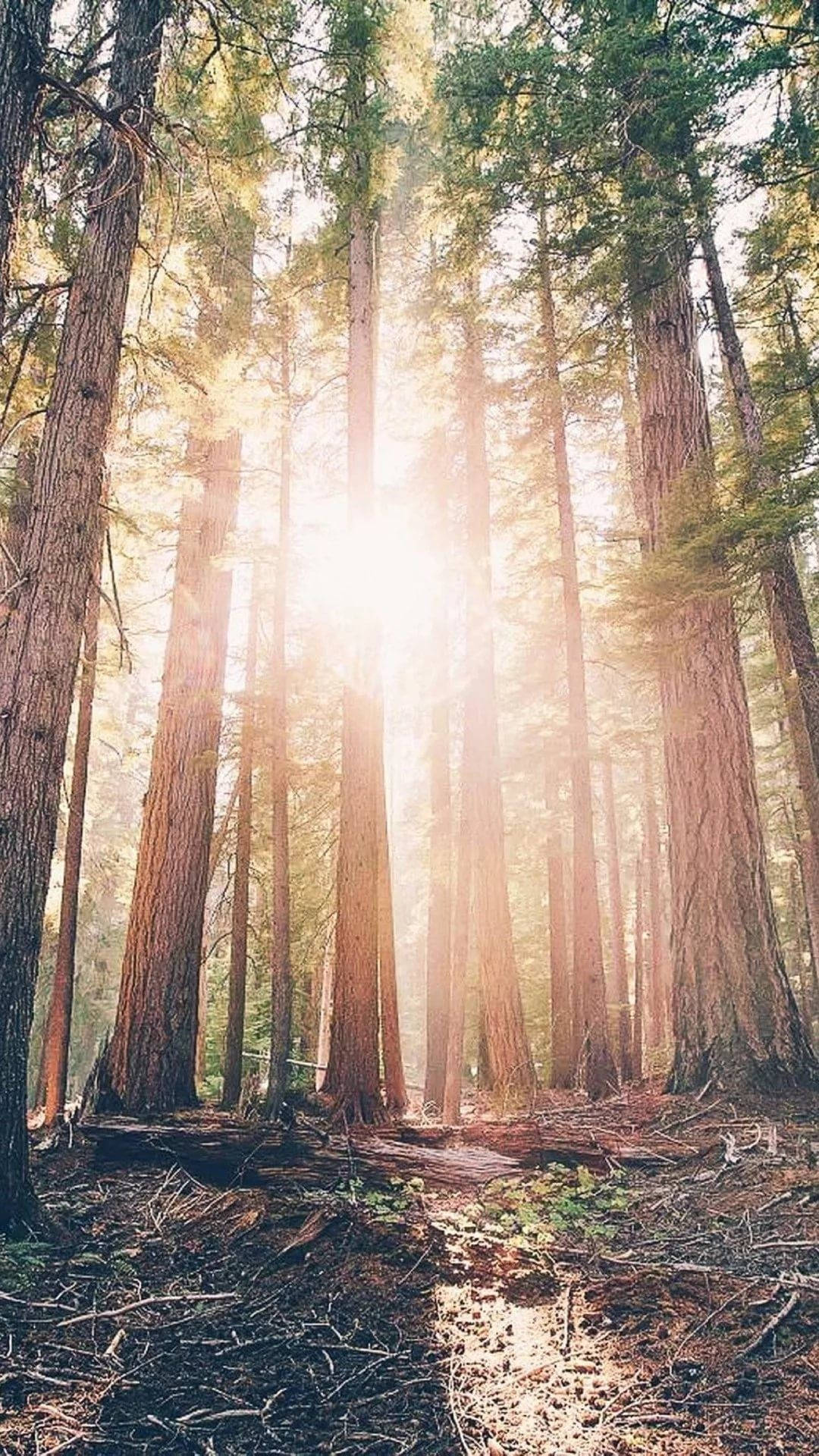 陽光穿過寧靜森林中高大的紅杉樹。