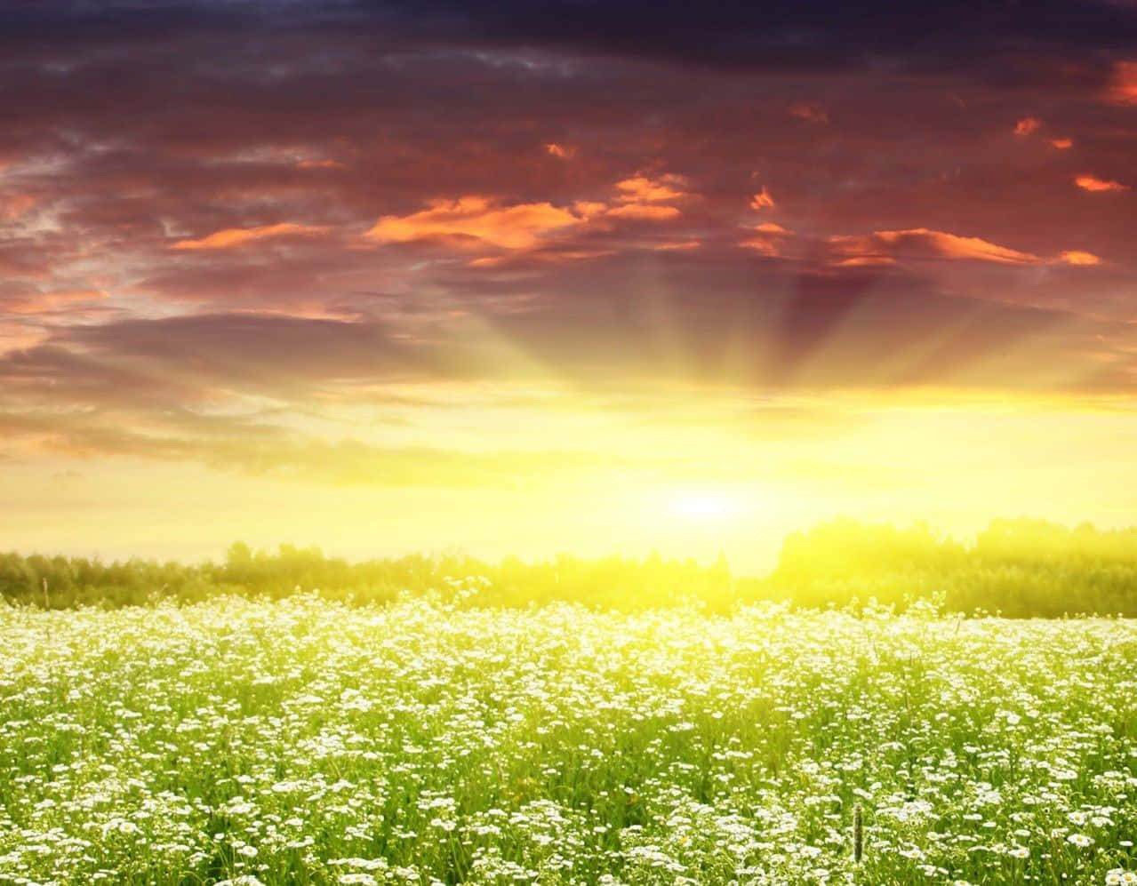 Spring Sunrise 桌布 壁紙 — 陽光穿透火紅的雲層，照耀在陽光普照的白色野花田野上。