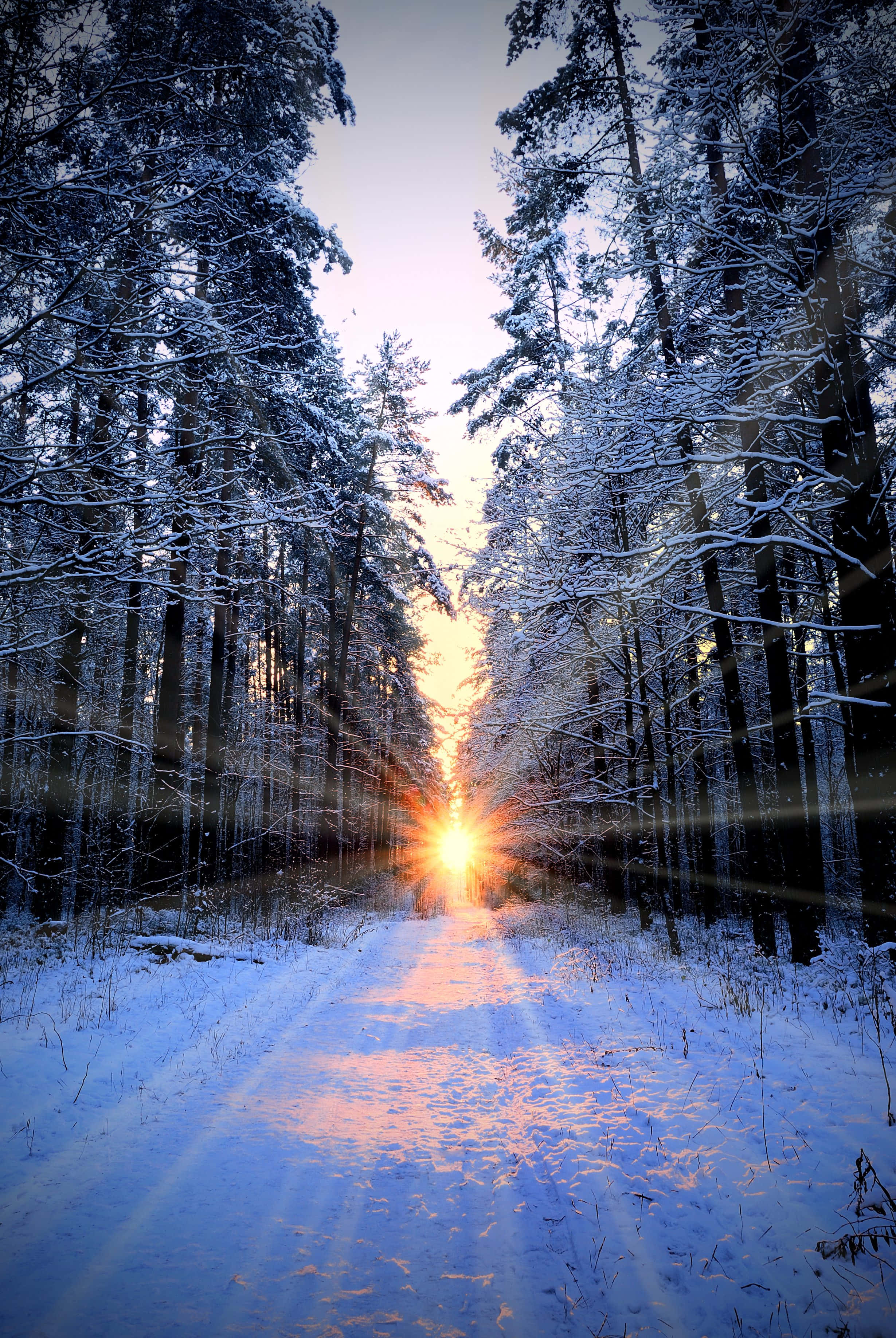 winter solstice 桌布 壁紙 — 陽光穿透積雪的松樹，在寧靜的冬季森林小徑上投射出金色光芒。