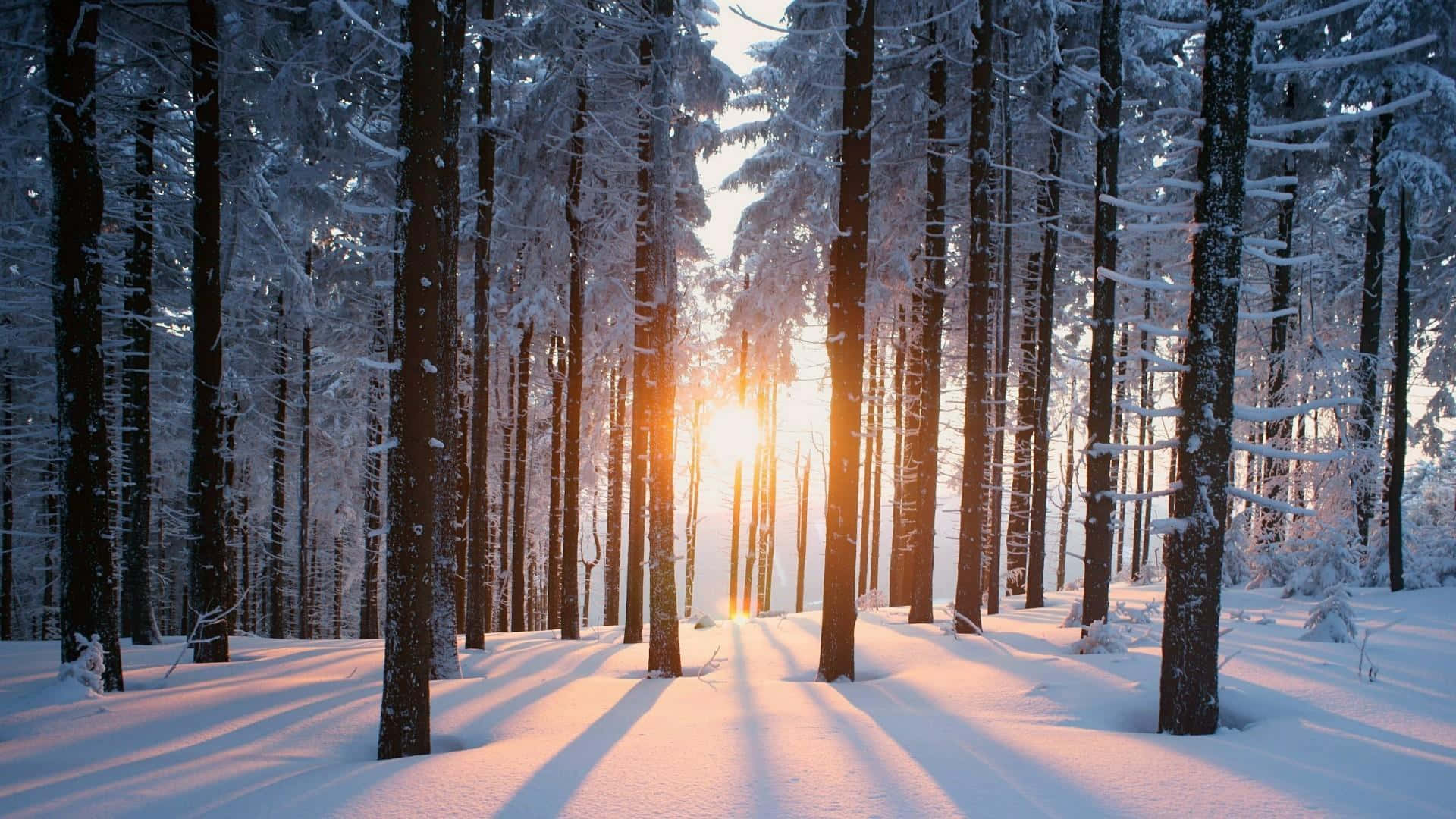 Beautiful Winter 桌布 壁紙 — 陽光穿透積雪的松樹，在純淨的冬季森林地面上投下長長的金色陰影。