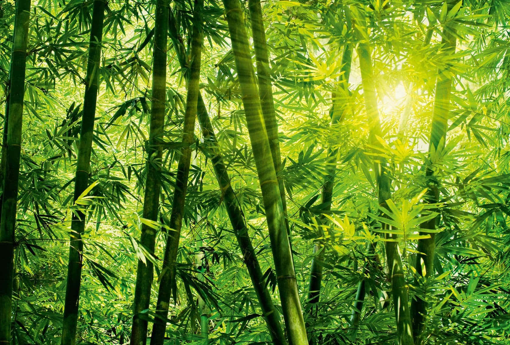 陽光穿過茂密的竹林，形成發光的綠色樹冠。