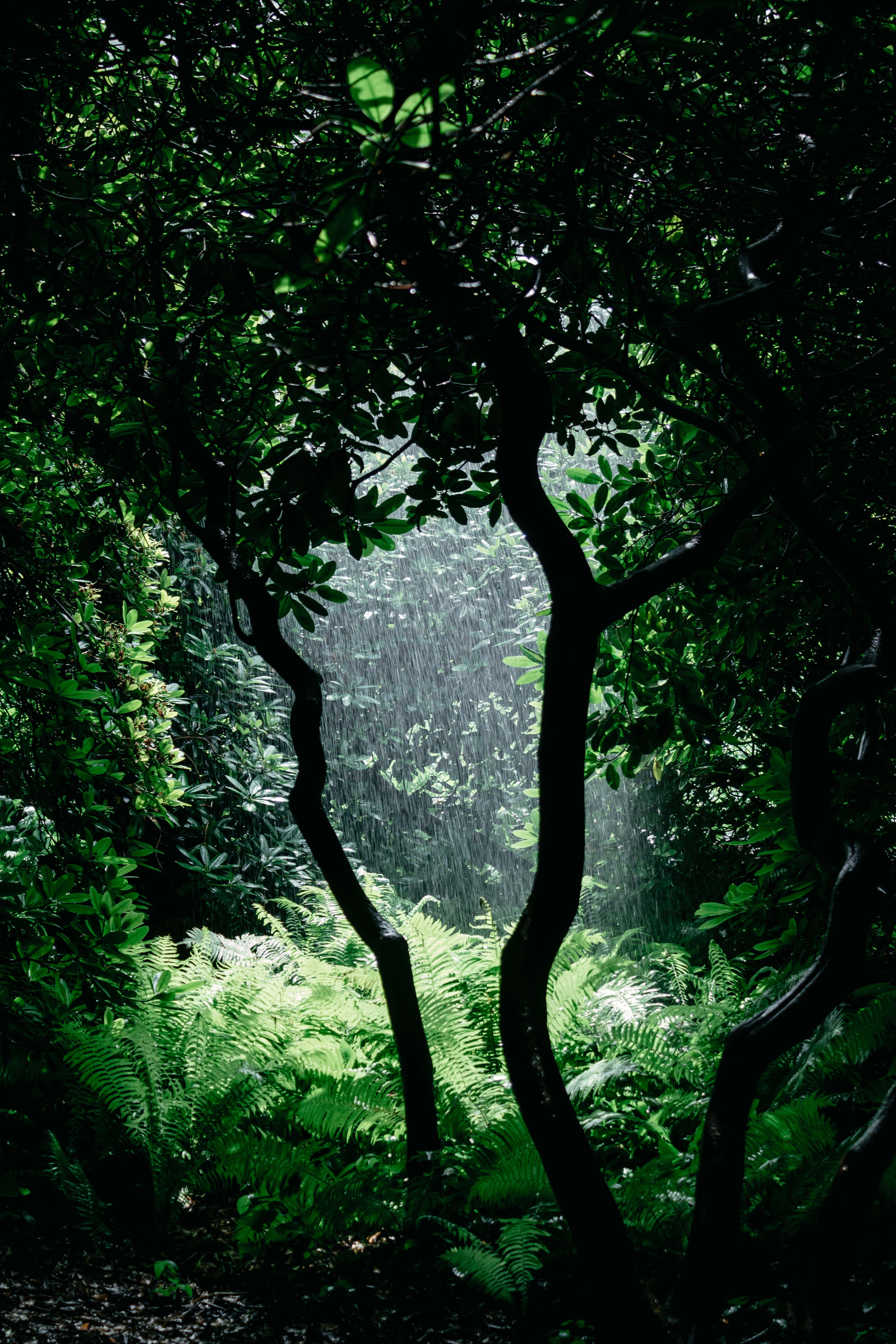 Green Jungle 桌布 壁紙 — 陽光穿透茂密的綠色樹葉和被雨水浸濕的樹幹，照進霧氣瀰漫的森林空地。