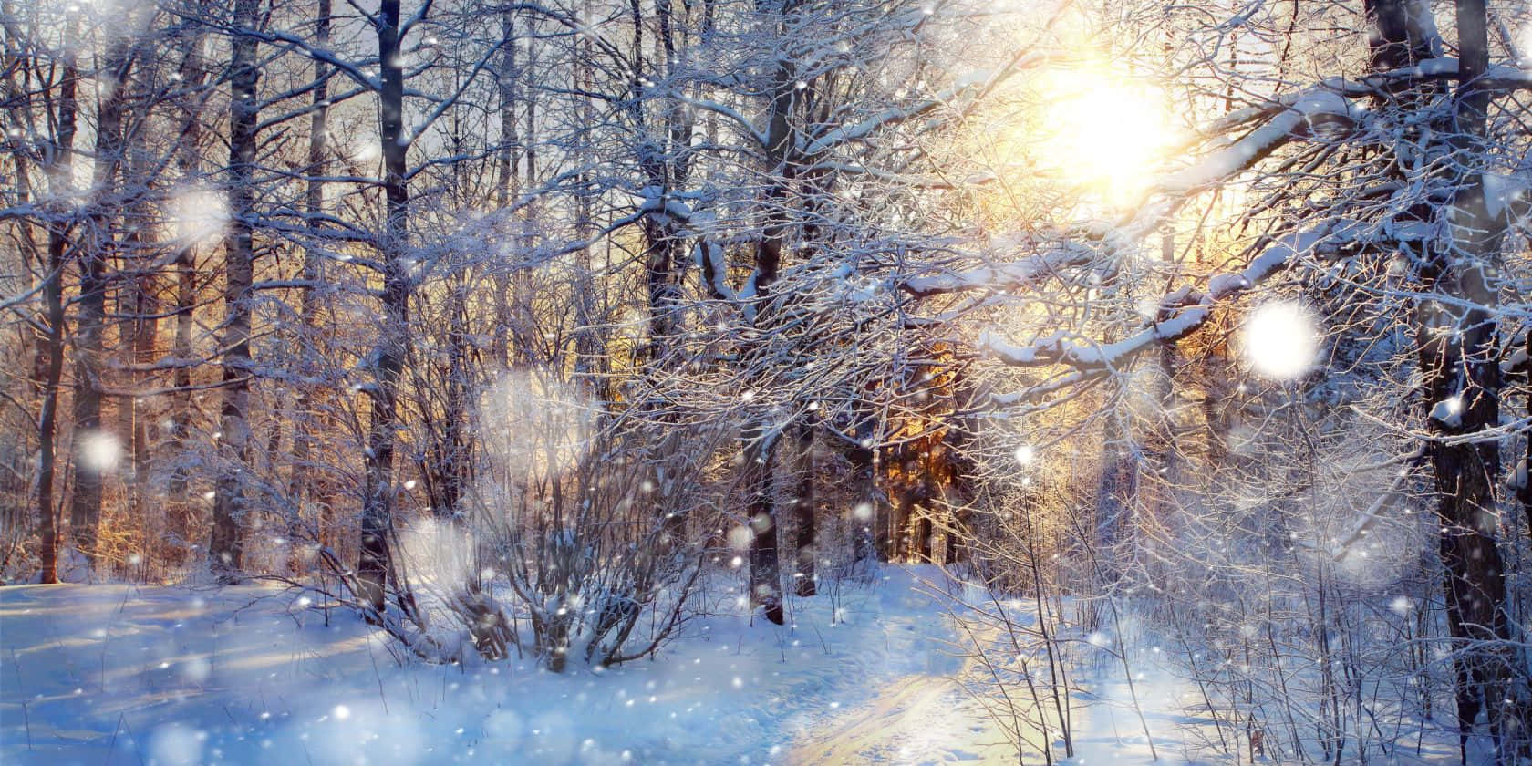 積雪的森林小徑，陽光穿過光禿的樹枝和飄落的雪花。