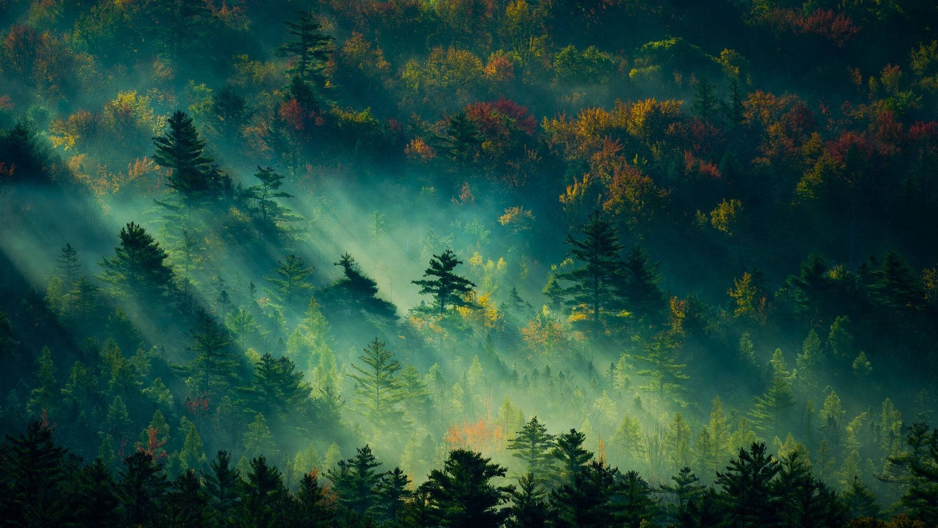 View 桌布 壁紙 — 陽光穿透霧氣瀰漫的森林樹冠，顯露出起伏山丘上充滿活力的秋葉。