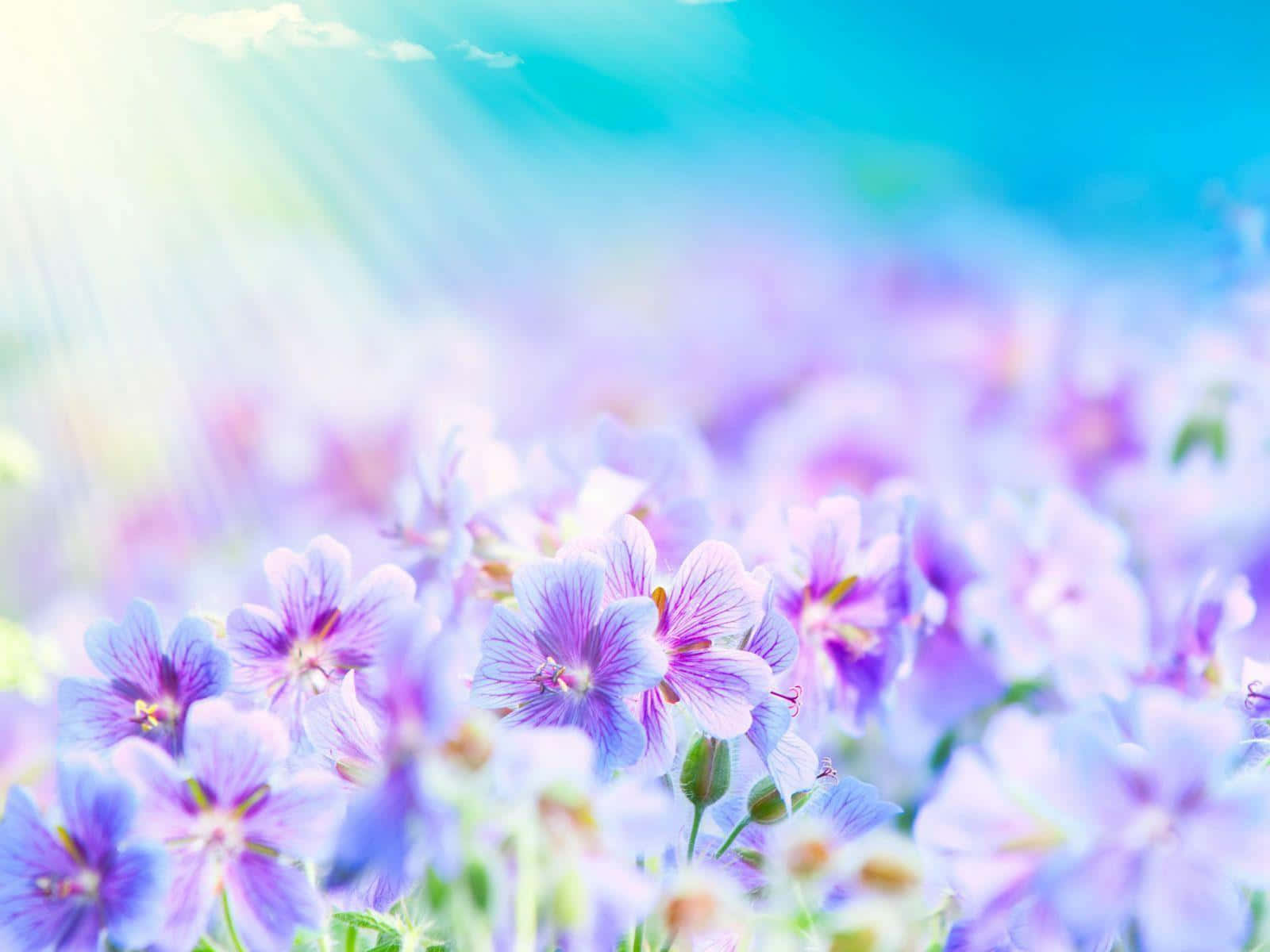 Beautiful Flower 桌布 壁紙 — 陽光穿過一片充滿活力的紫色和藍色花田，映襯著清澈的藍天。