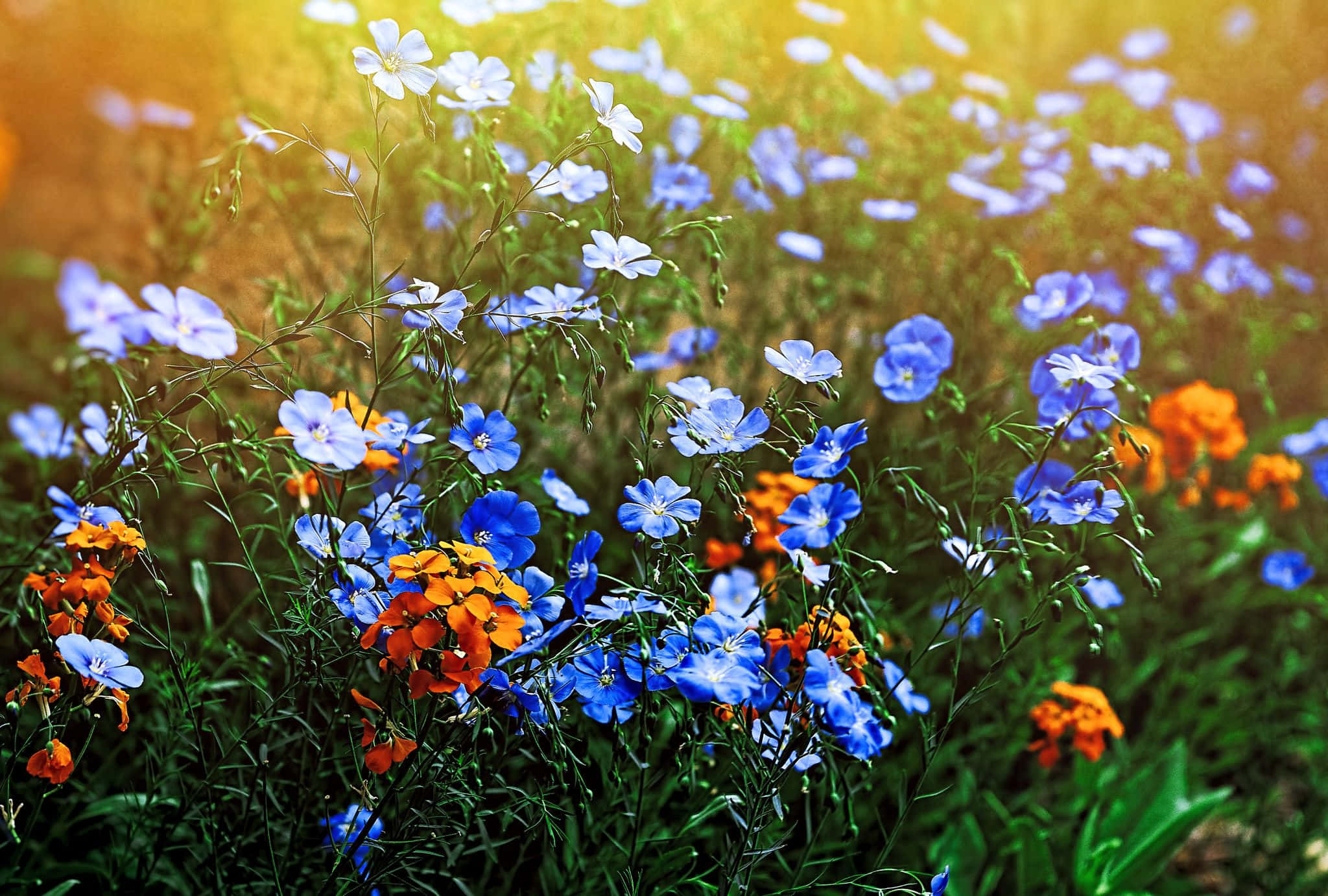 Wild Flower In Meadows 桌布 壁紙 — 陽光穿過一片充滿活力的藍色和橙色野花田，花朵在微風中輕輕搖曳。