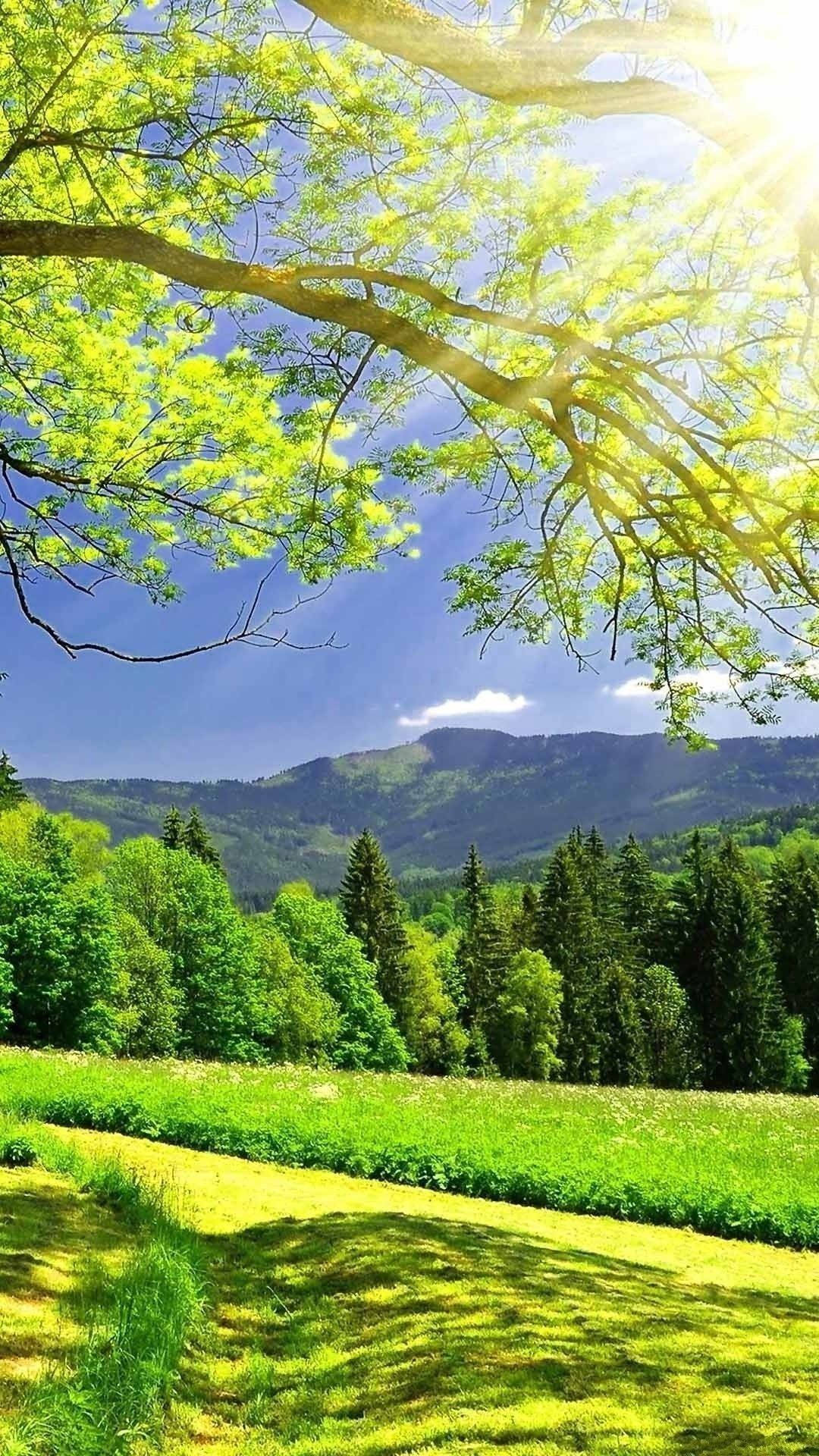 Grass 桌布 壁紙 — 陽光穿過充滿活力的綠色樹枝，灑在茂密的草地上，遠處是森林覆蓋的山脈，天空清澈湛藍。