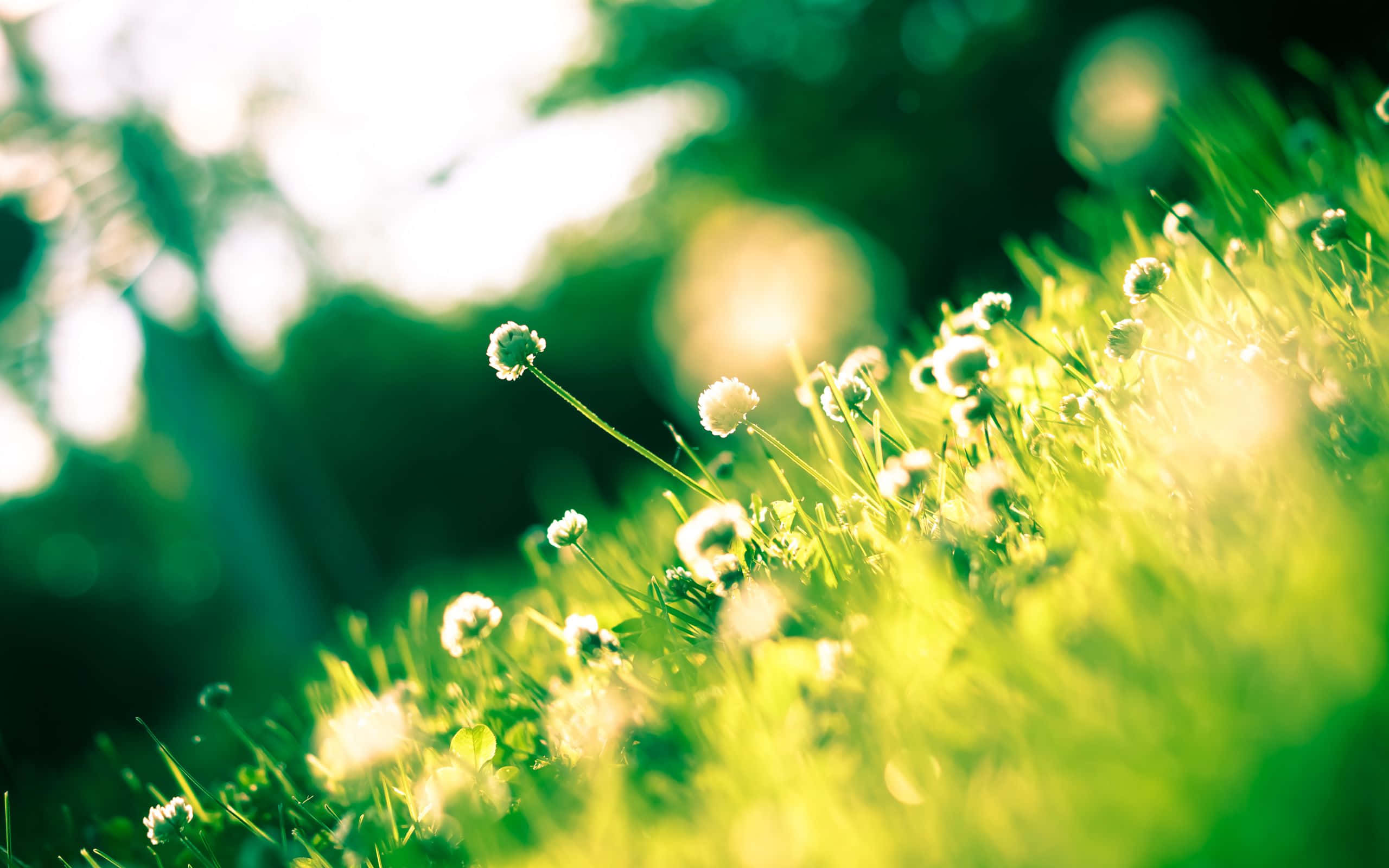 Spring Sunshine 桌布 壁紙 — 陽光穿過充滿活力的綠色草地，點綴著精緻的白色三葉草花朵，在淺景深中閃爍。