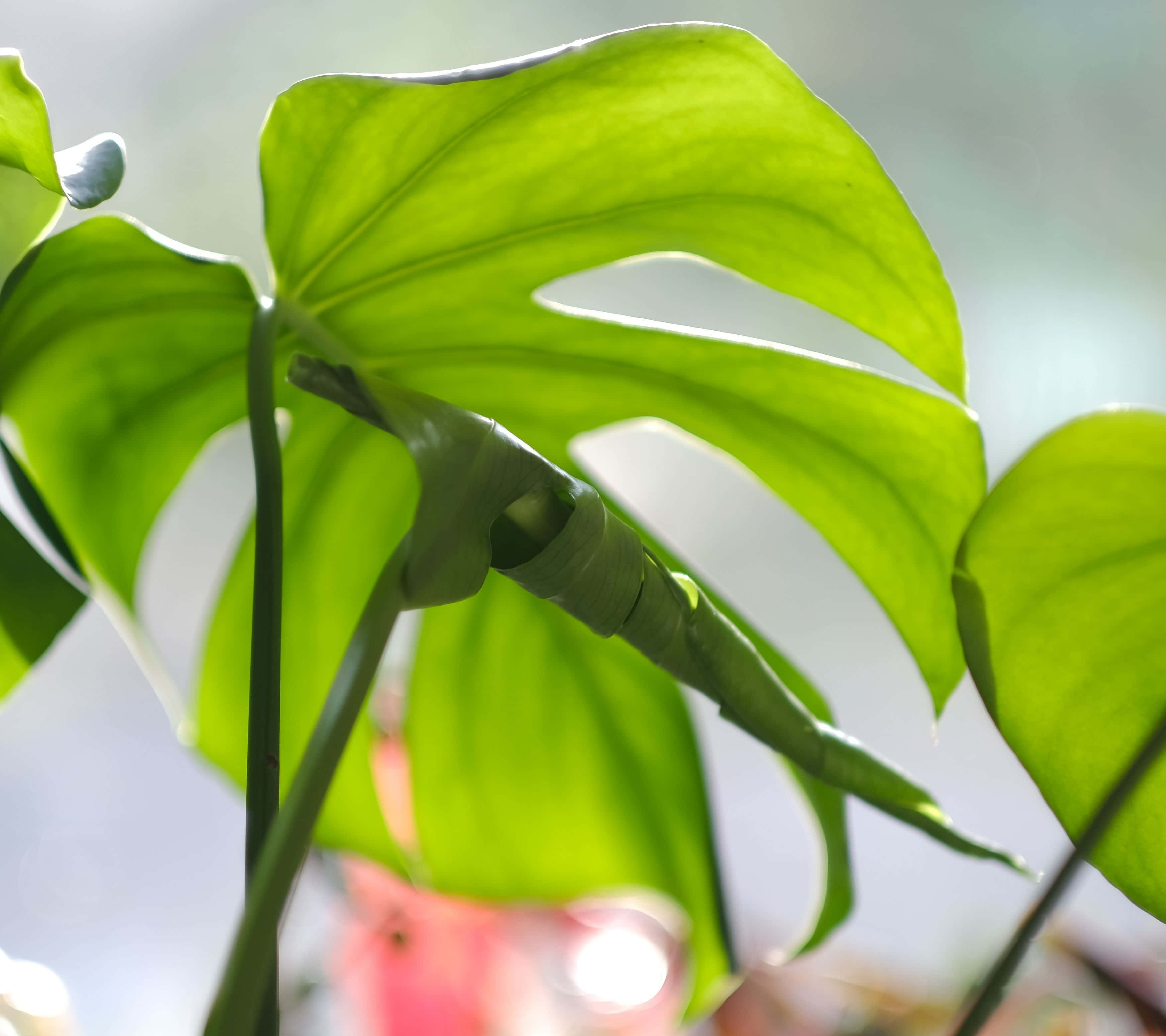 Leaves 桌布 壁紙 — 陽光穿過充滿活力的綠色龜背竹葉片，葉片帶有天然裂縫和一片新展開的嫩芽。