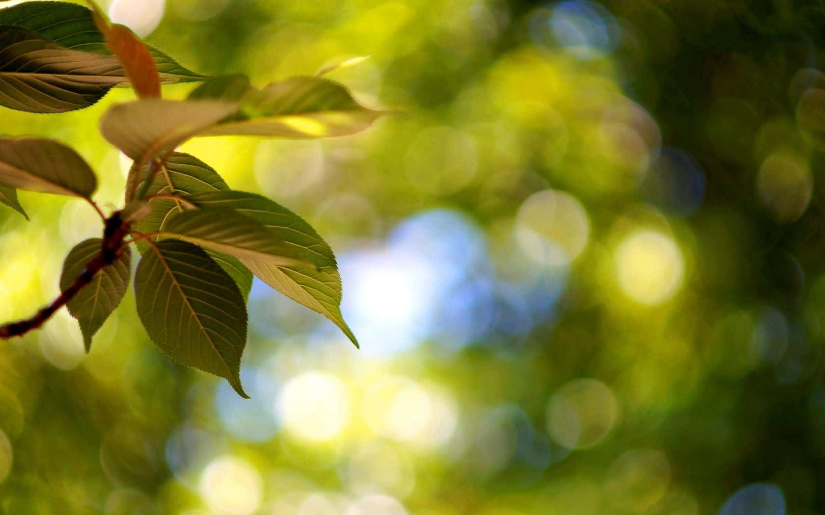 Nature Blur 桌布 壁紙 — 陽光穿過充滿活力的綠葉，營造出帶有金色高光的柔和散景背景。