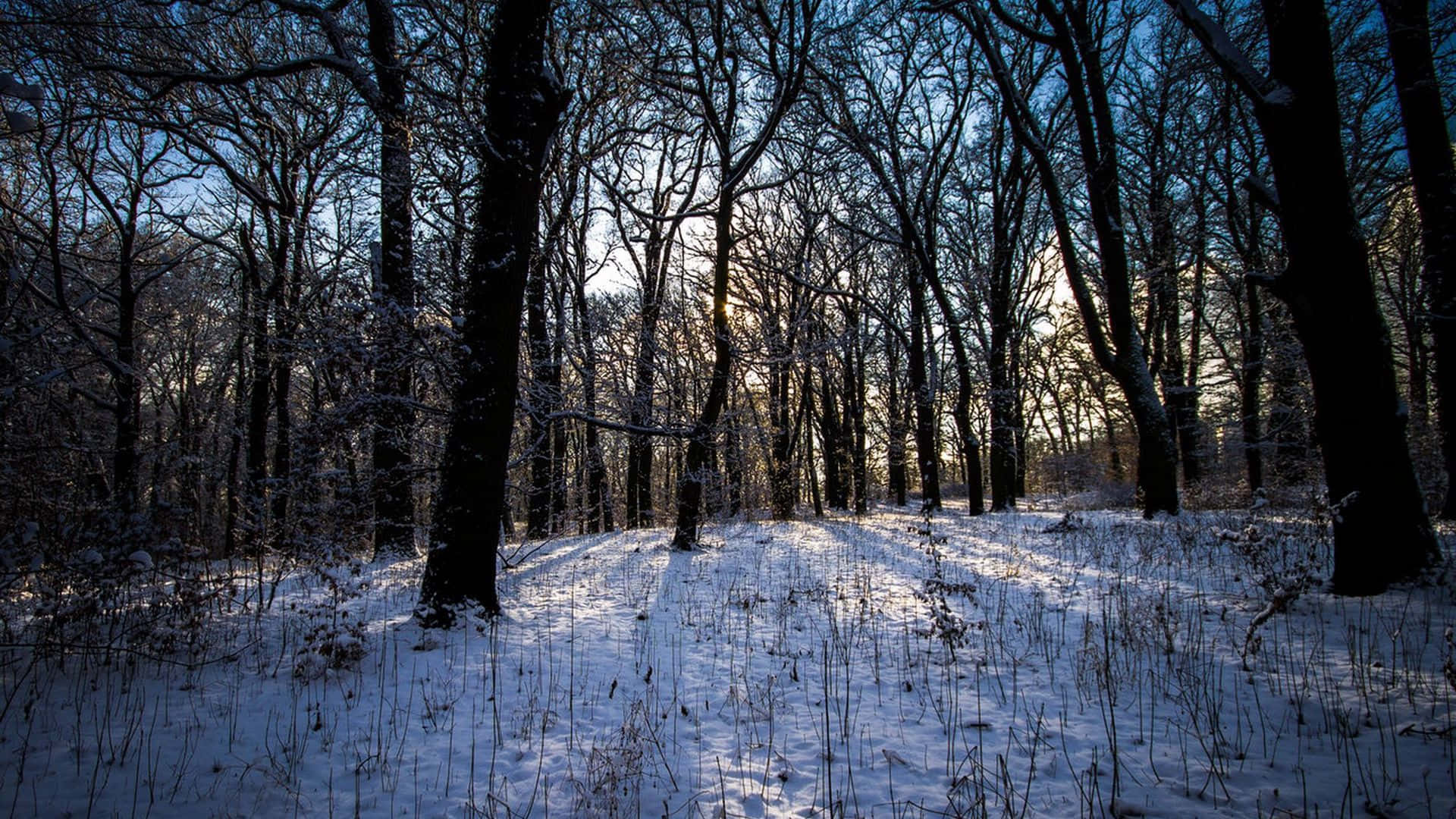Winter Forest 桌布 壁紙 — 陽光穿過冬日光禿的樹木，在白雪覆蓋的森林地面上投下長長的影子。