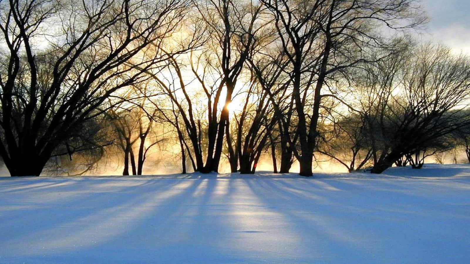 winter solstice 桌布 壁紙 — 陽光穿過冬日光禿的樹木，在黃金時段於純淨的雪地上投下長長的影子。