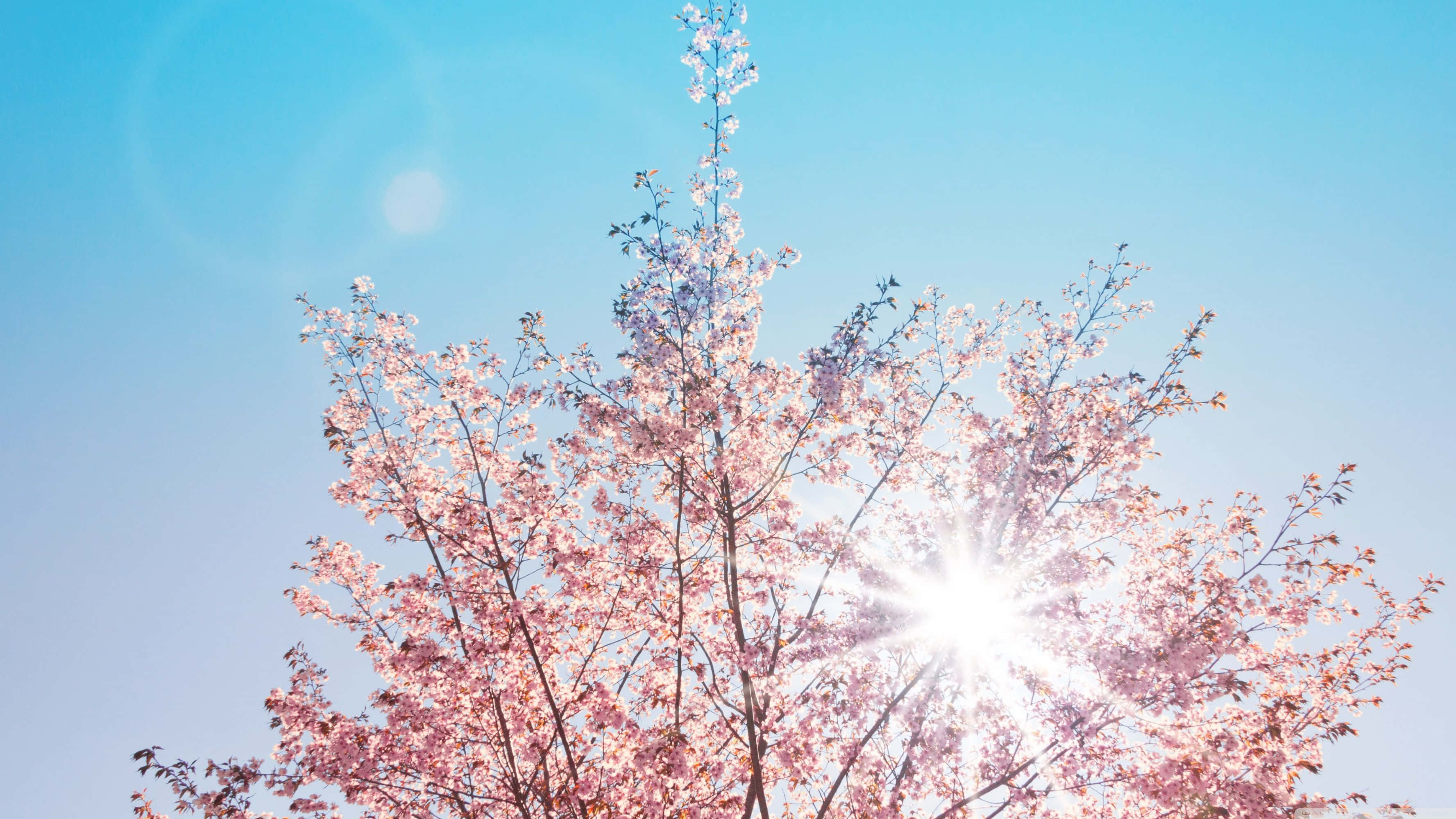 Spring Sunshine 桌布 壁紙 — 陽光穿過嬌嫩的粉紅櫻花，映襯著清澈的藍天。
