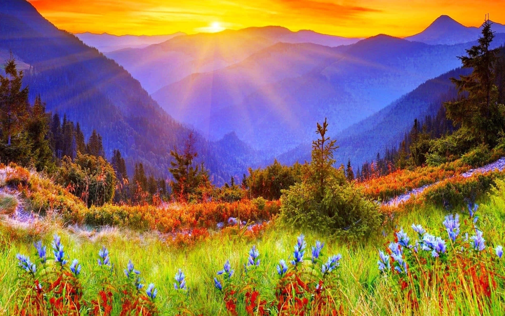 Beautiful Landscape 桌布 壁紙 — 陽光穿過山峰，照耀在一個充滿色彩繽紛野花和常綠樹的山谷上。