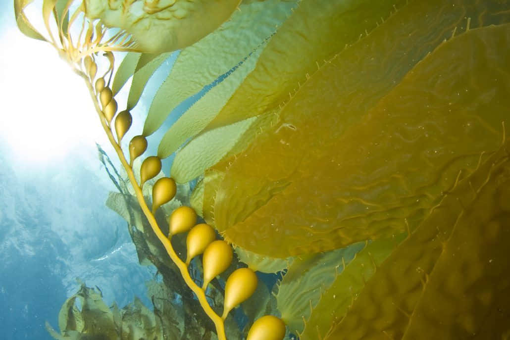Seaweed 桌布 壁紙 — 陽光穿過巨大的海藻葉片和黃色球根狀果實，在水下形成寧靜的水生場景。