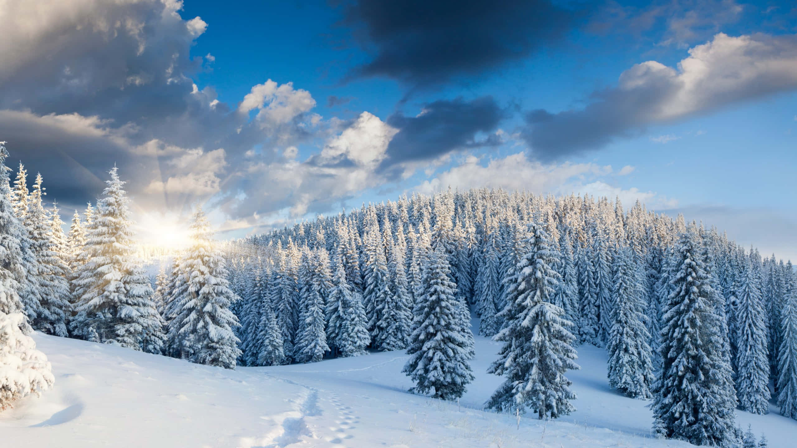 冬季 桌布 壁紙 — 陽光穿過戲劇性的雲層，照耀在冬季山坡上白雪覆蓋的松樹林。