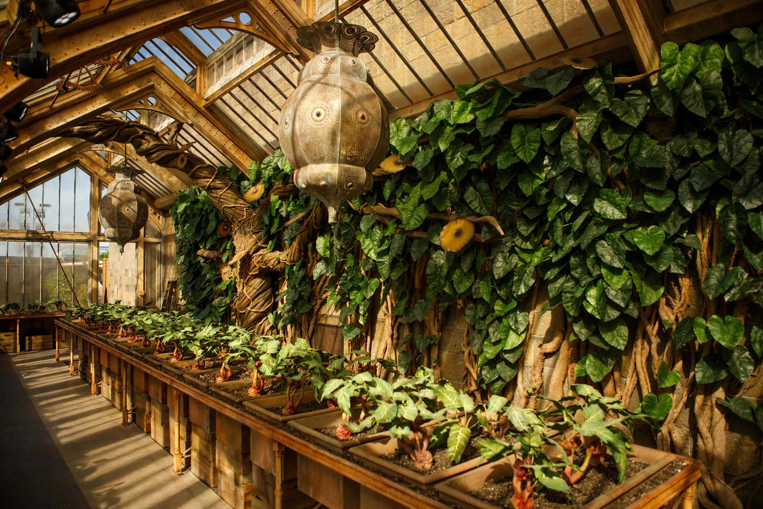 The Hogwarts Greenhouses 桌布 壁紙 — 陽光穿過木製溫室屋頂，照亮了長木凳上茂密的綠色藤蔓和盆栽植物。