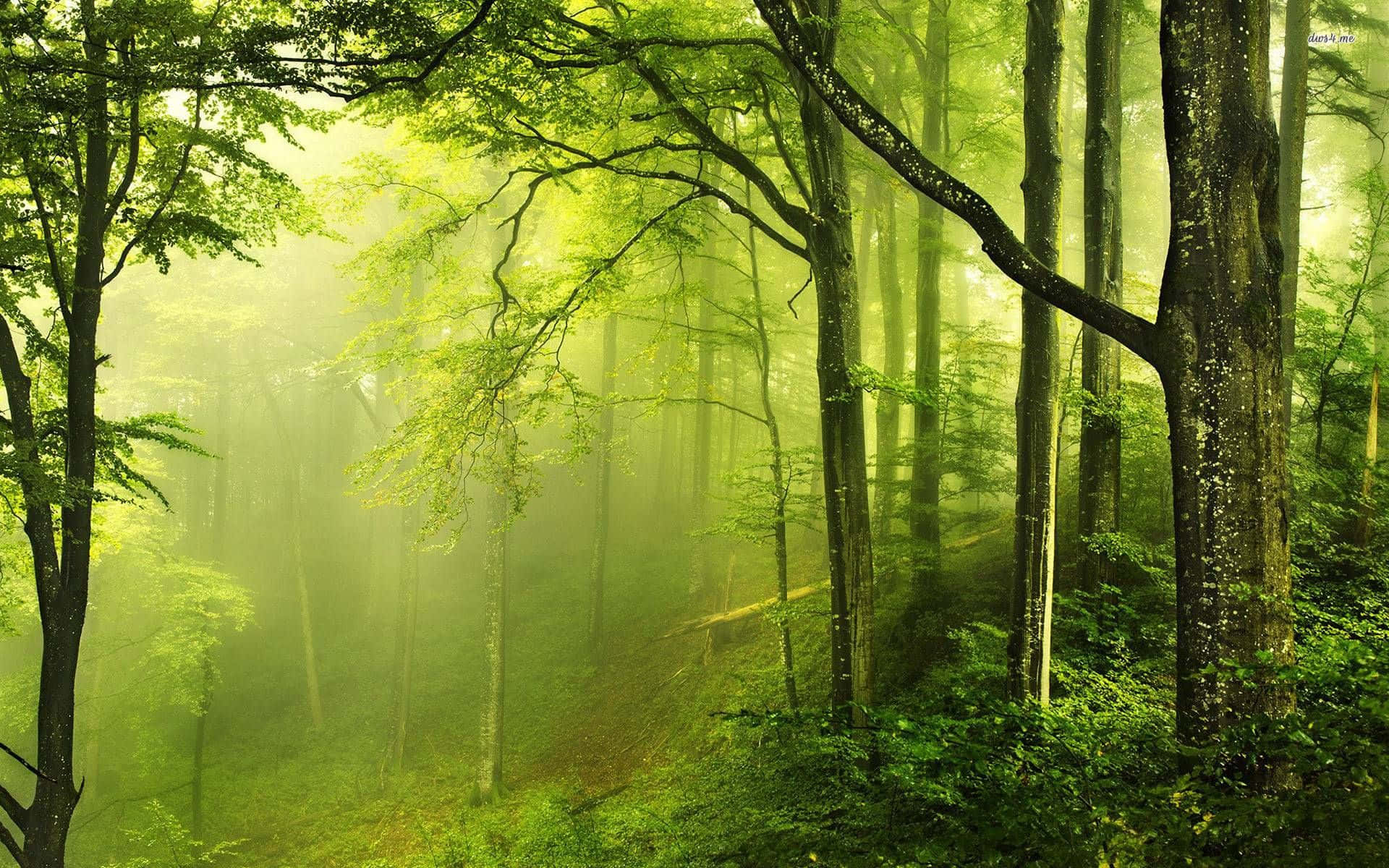 Green Forest 桌布 壁紙 — 陽光穿過濃密嘅綠色樹葉，喺迷霧森林中營造出一種寧靜而空靈嘅氛圍。