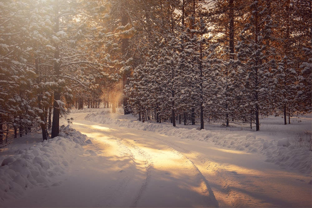 View 桌布 壁紙 — 陽光穿過灑滿白雪的松樹，在蜿蜒的冬日道路上投下金色光束。