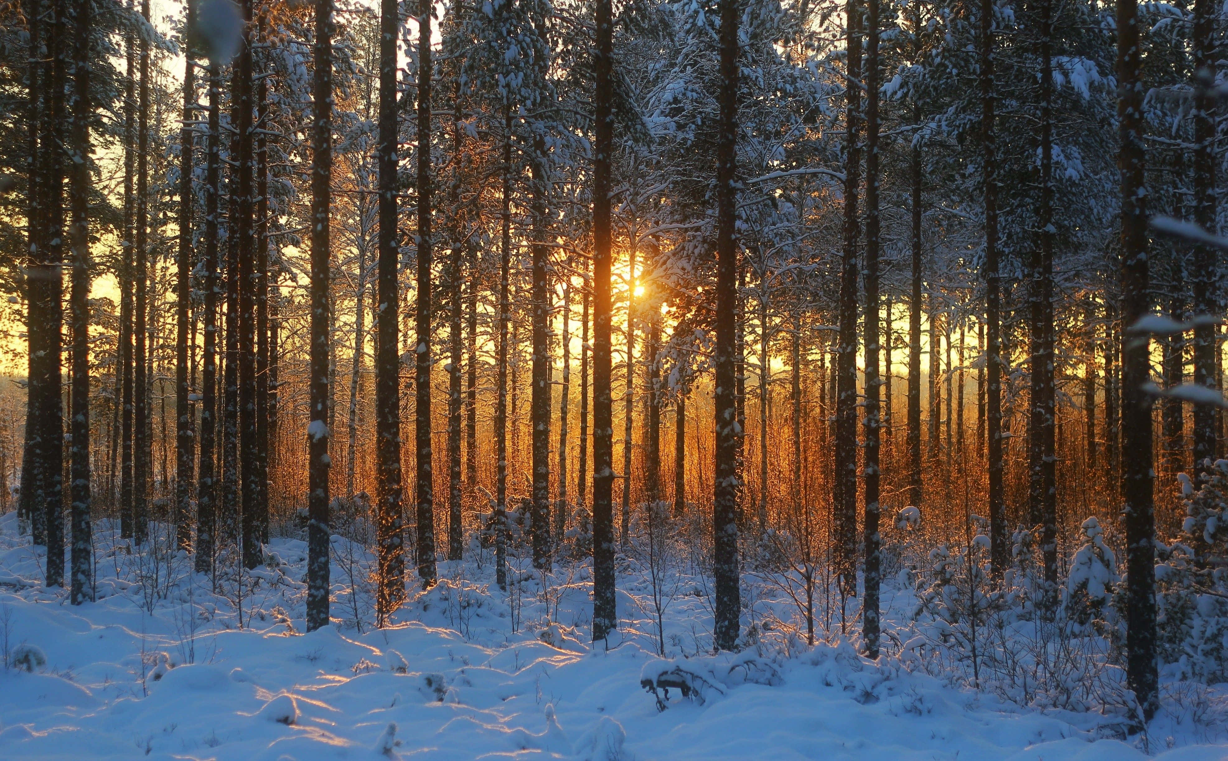 Winter Forest 桌布 壁紙 — 陽光穿過灑滿白雪的松樹，在金色日出時分的寧靜冬日森林中。