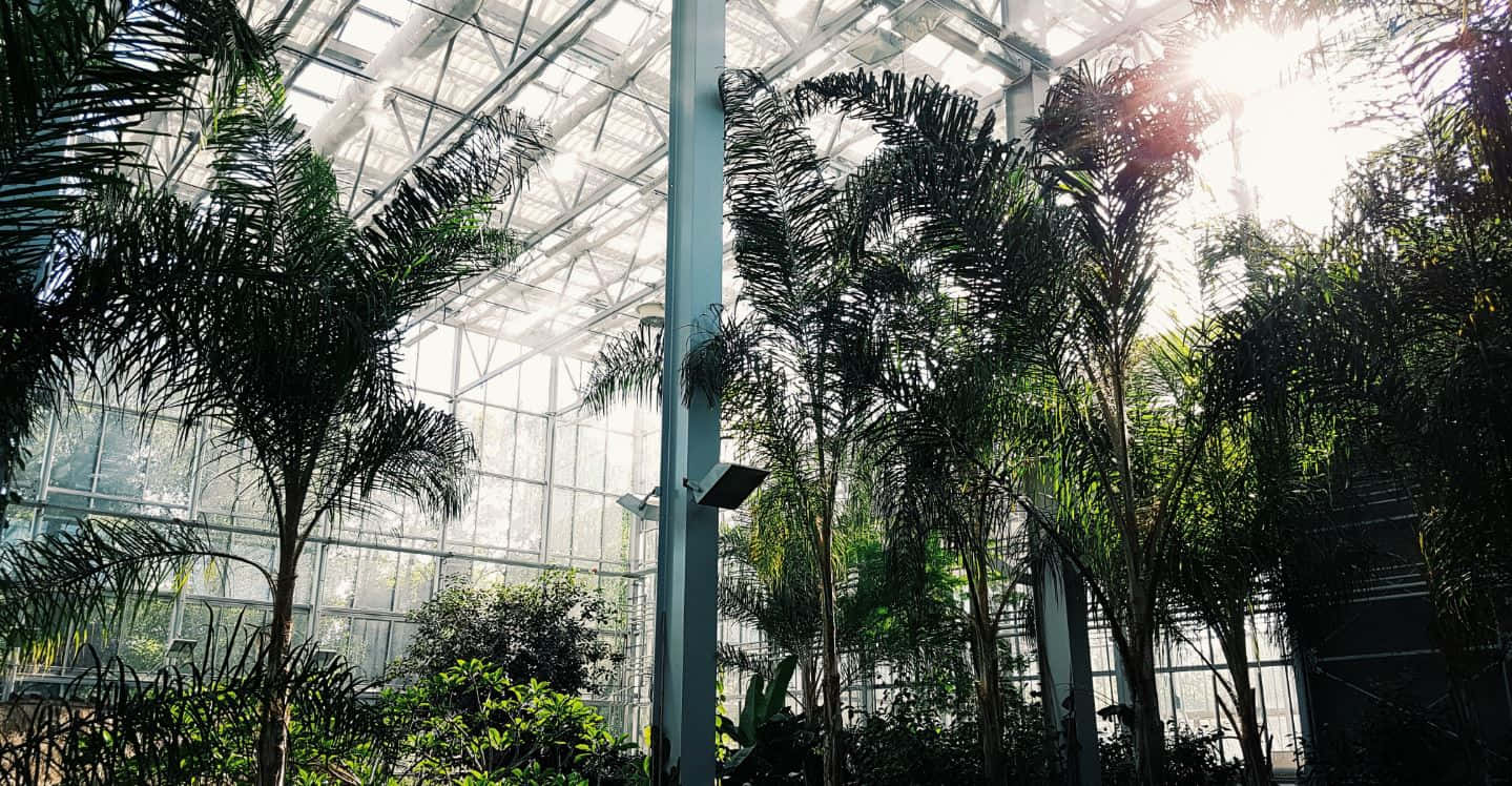 Botanical Garden 桌布 壁紙 — 陽光穿過玻璃溫室屋頂，照亮下方高大的棕櫚樹和茂密的綠色植物。