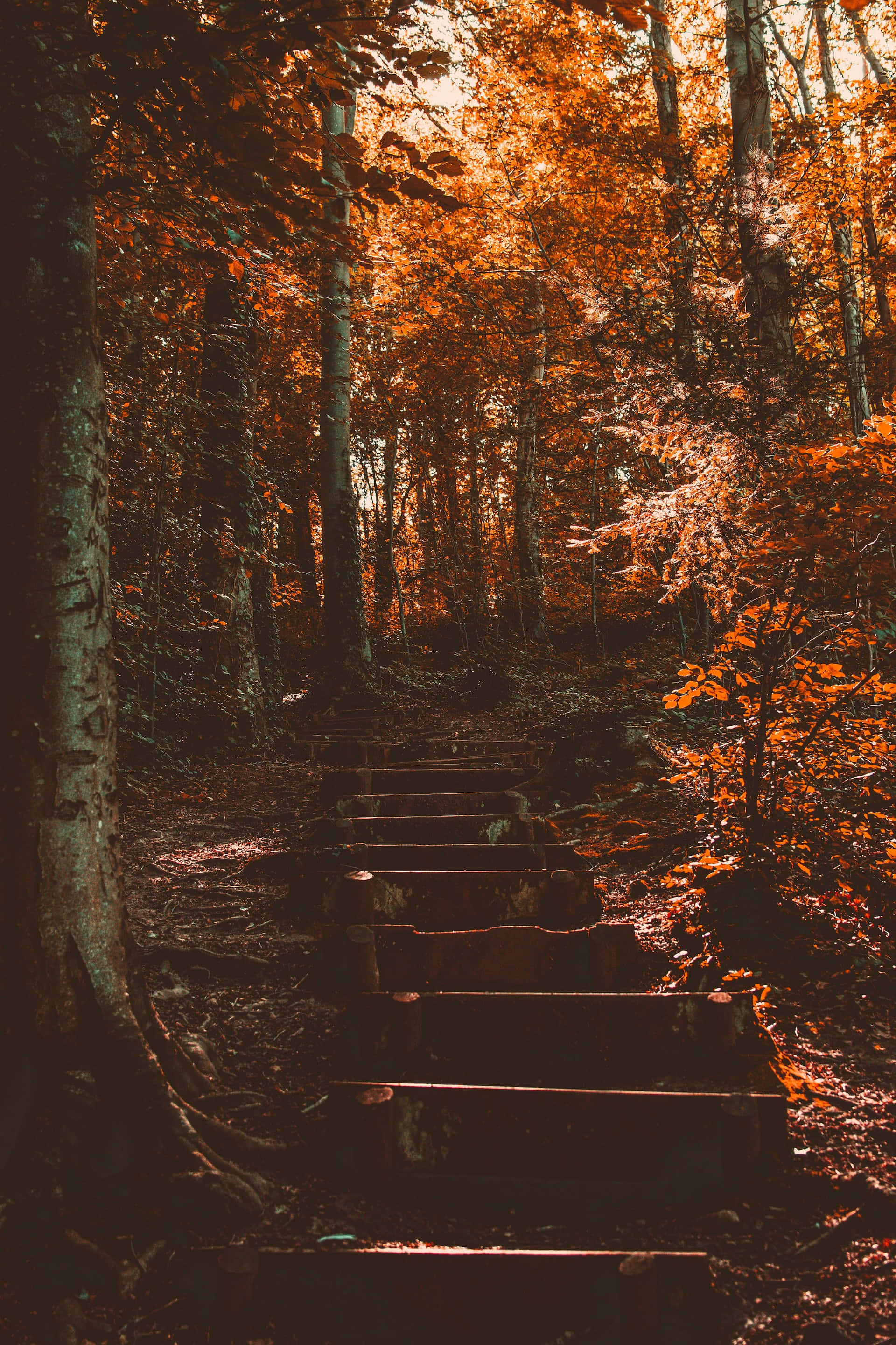 Autumnal Equinox 桌布 壁紙 — 陽光穿過琥珀色的秋葉，照亮了一條長滿苔蘚的木樓梯，蜿蜒進入茂密的森林。