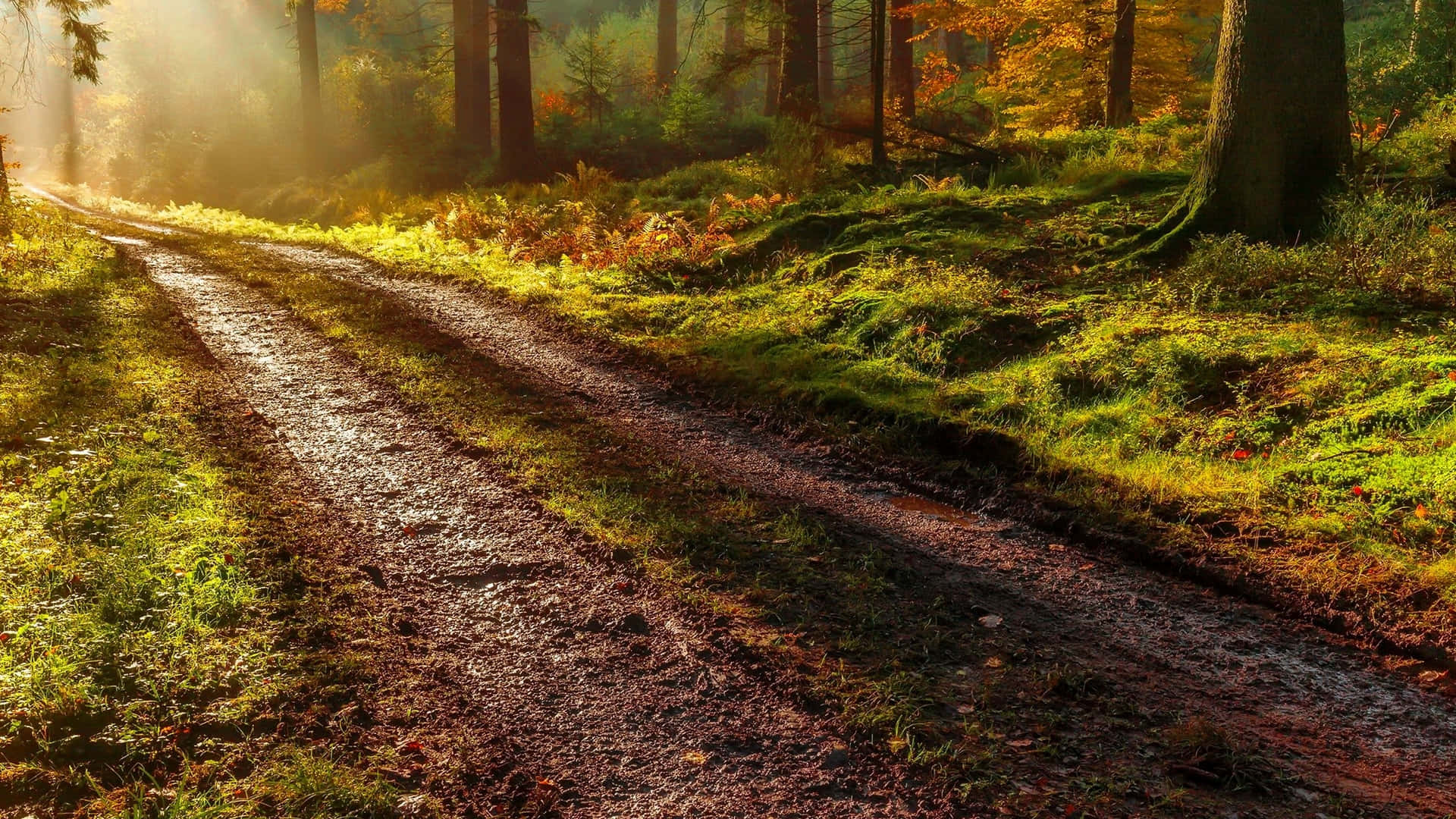 Autumn Trails 桌布 壁紙 — 陽光穿過秋天的樹木，在蜿蜒泥濘的森林小徑上投下金色光束。
