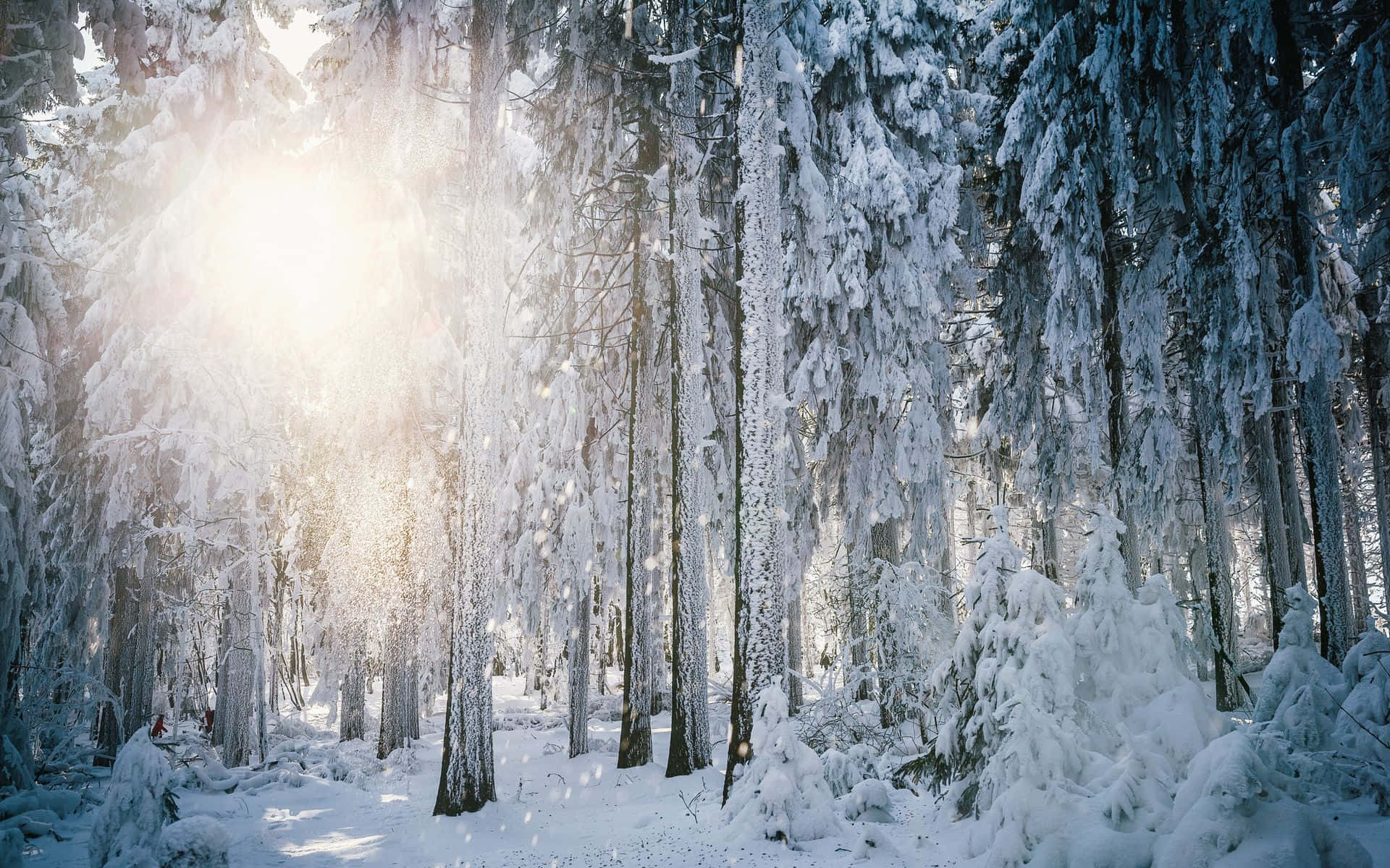 Winter Forest 桌布 壁紙 — 陽光穿過積雪的常青樹，照射在寧靜的冬季森林中。