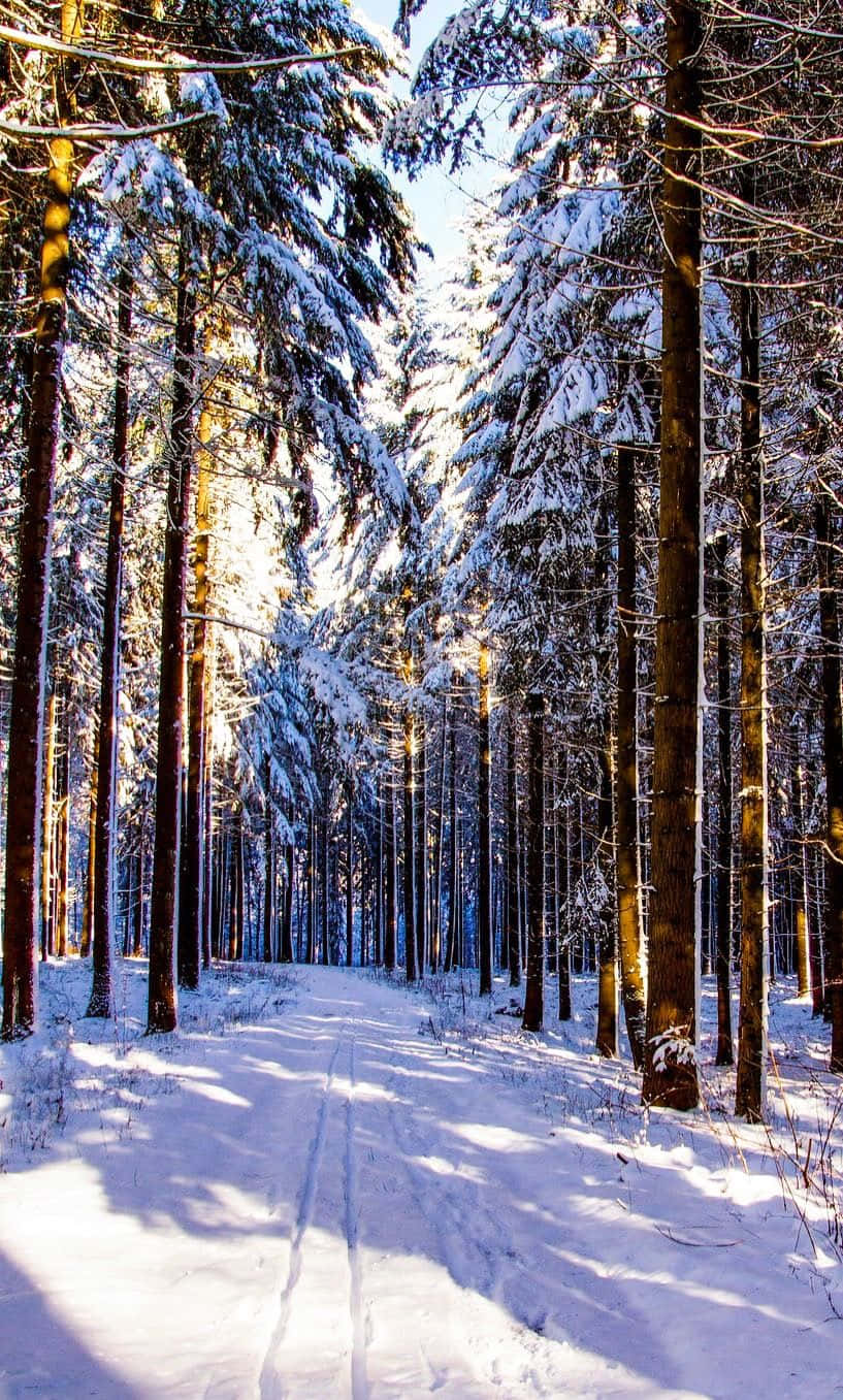 Winter Photography 桌布 壁紙 — 陽光穿過積雪的松樹，在寧靜的冬季森林小徑上投下長長的影子。