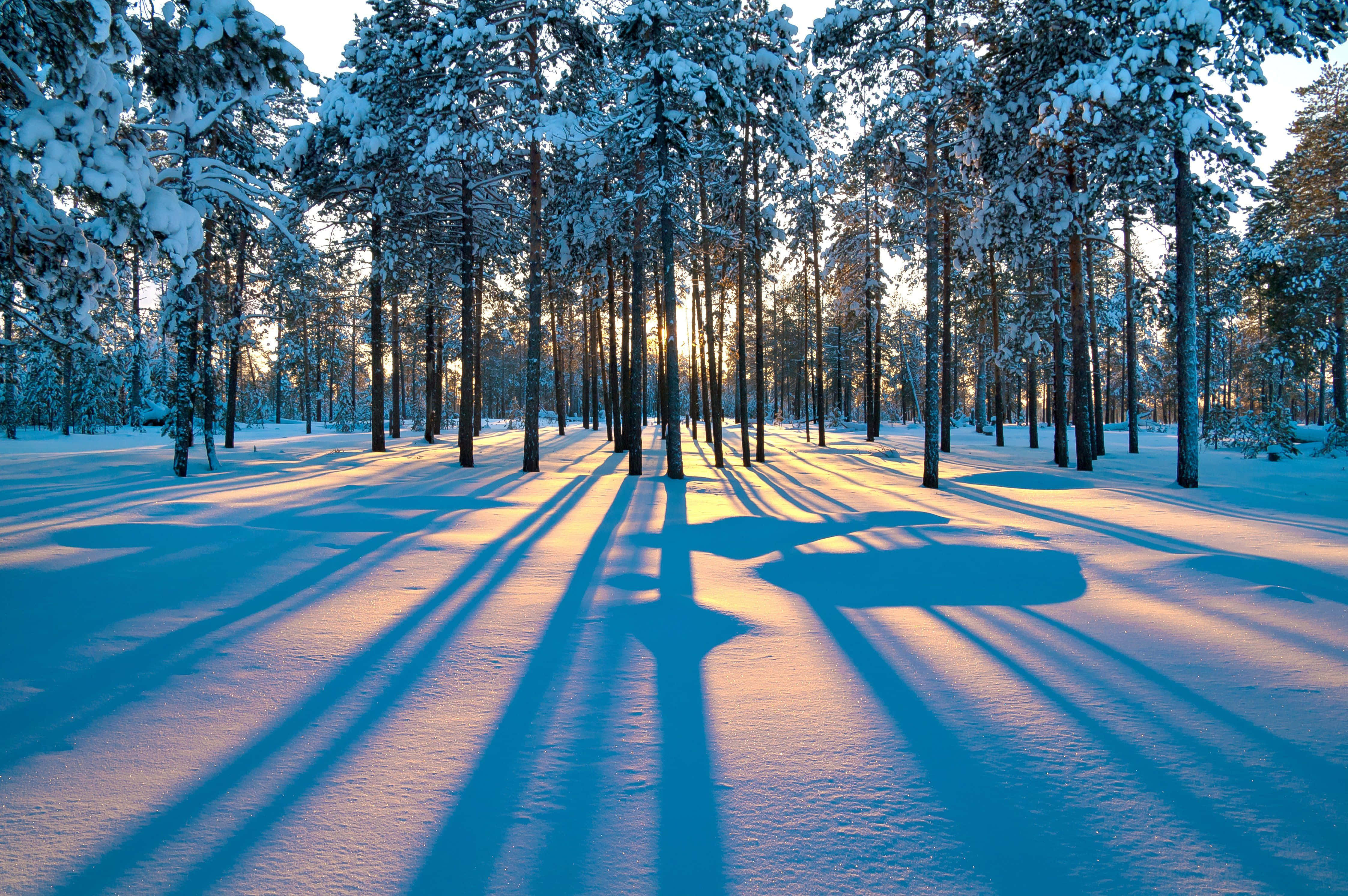 Winter Trees 桌布 壁紙 — 陽光穿過積雪的松樹，在純淨的冬季森林地面上投下長長的金色陰影。