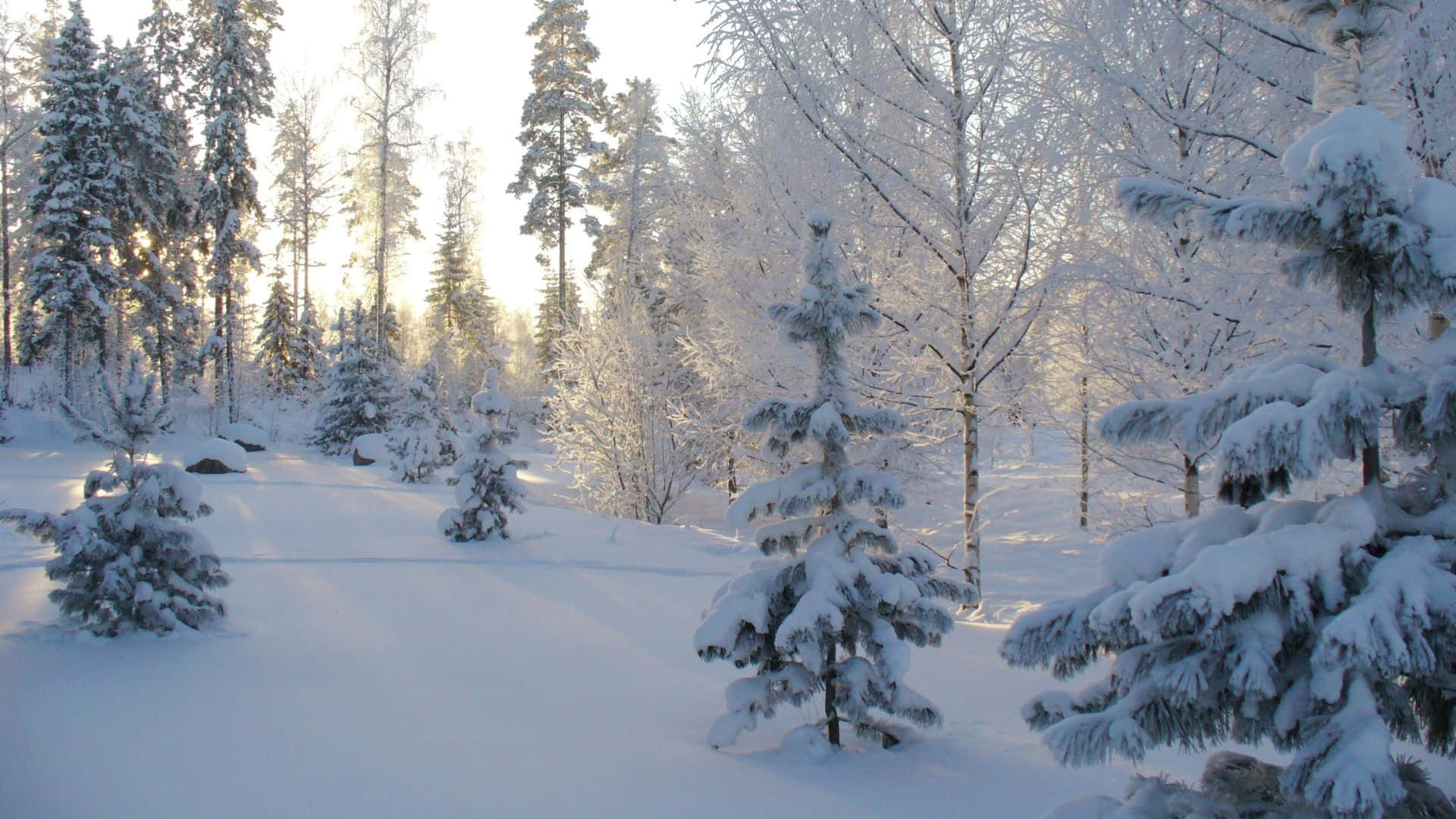 Winter Forest 桌布 壁紙 — 陽光穿過積雪的松樹和白樺樹，灑在純白積雪覆蓋的寧靜冬季森林中。