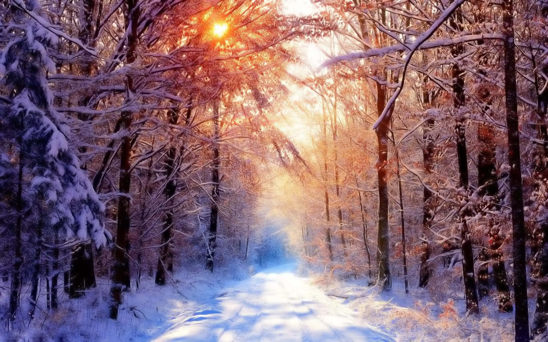 Snow Trees 桌布 壁紙 — 陽光穿過積雪的樹木，在寧靜的冬季森林小徑上投下金色的光芒。