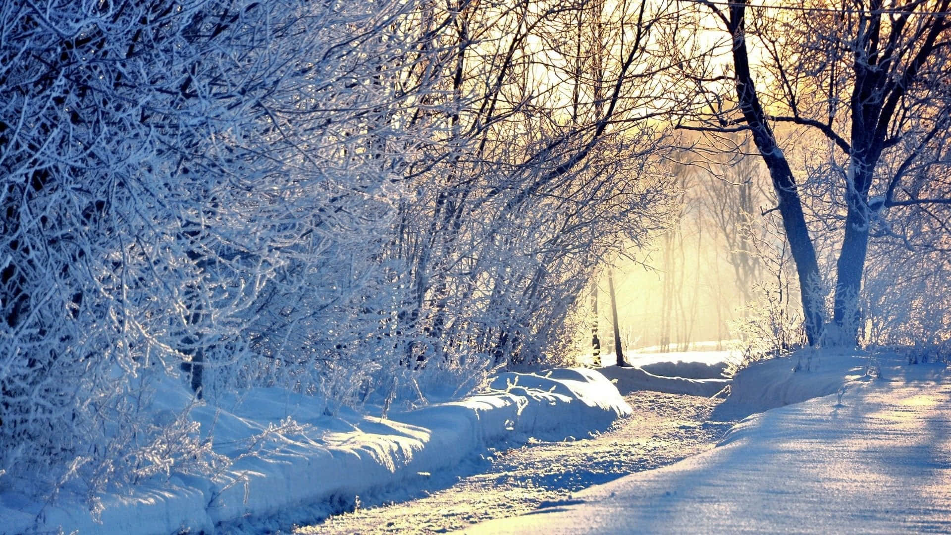Winter Forest 桌布 壁紙 — 陽光穿過積雪的樹木，在寧靜的冬日小徑上投下金色光芒。