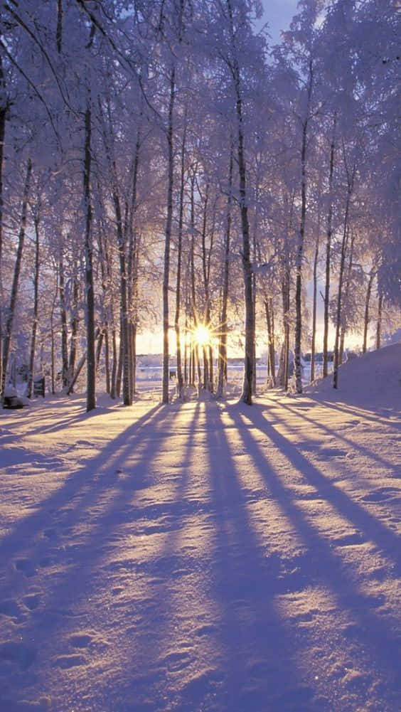 Winter Photography 桌布 壁紙 — 陽光穿過積雪的樹木，在寧靜的冬日森林地面上投下長長的影子。
