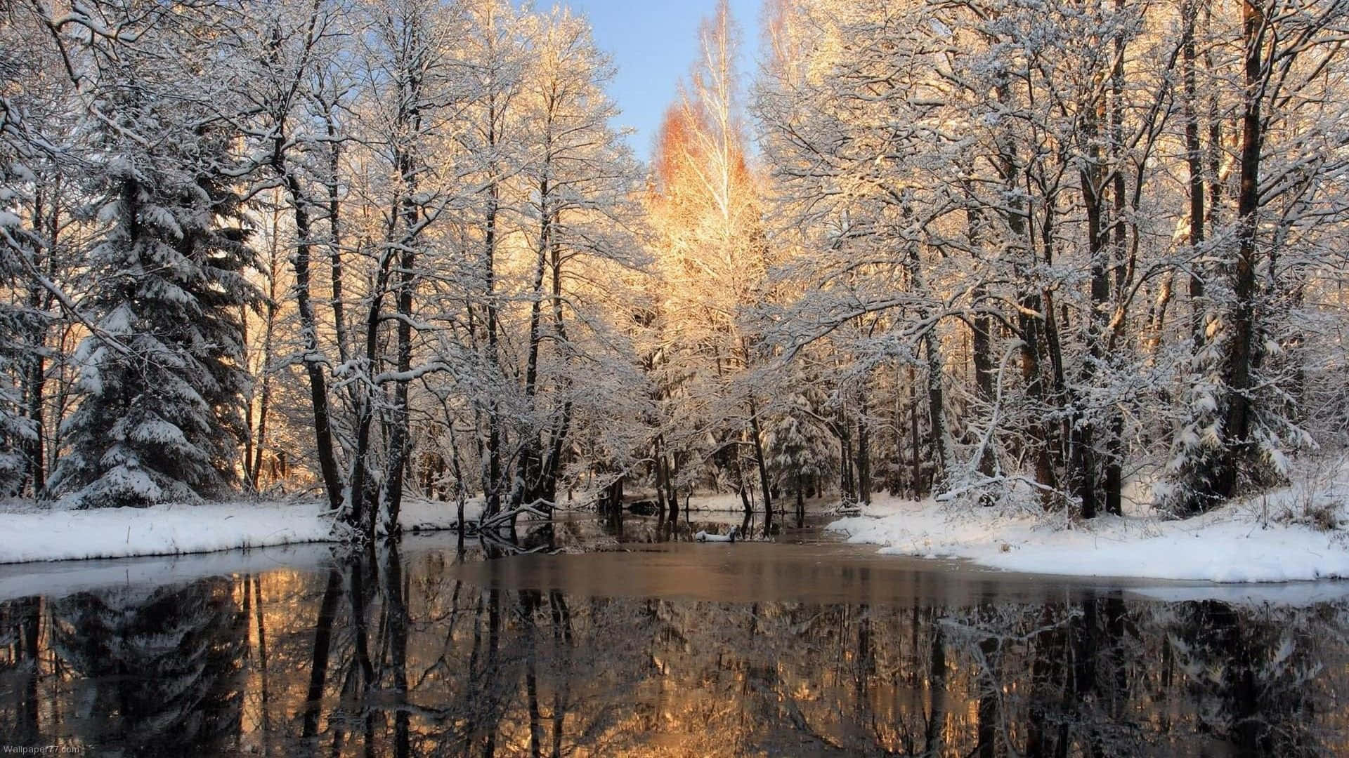 Winter Forest 桌布 壁紙 — 陽光穿過積雪的樹木，在平靜的冬日河流上投射出金色的倒影。