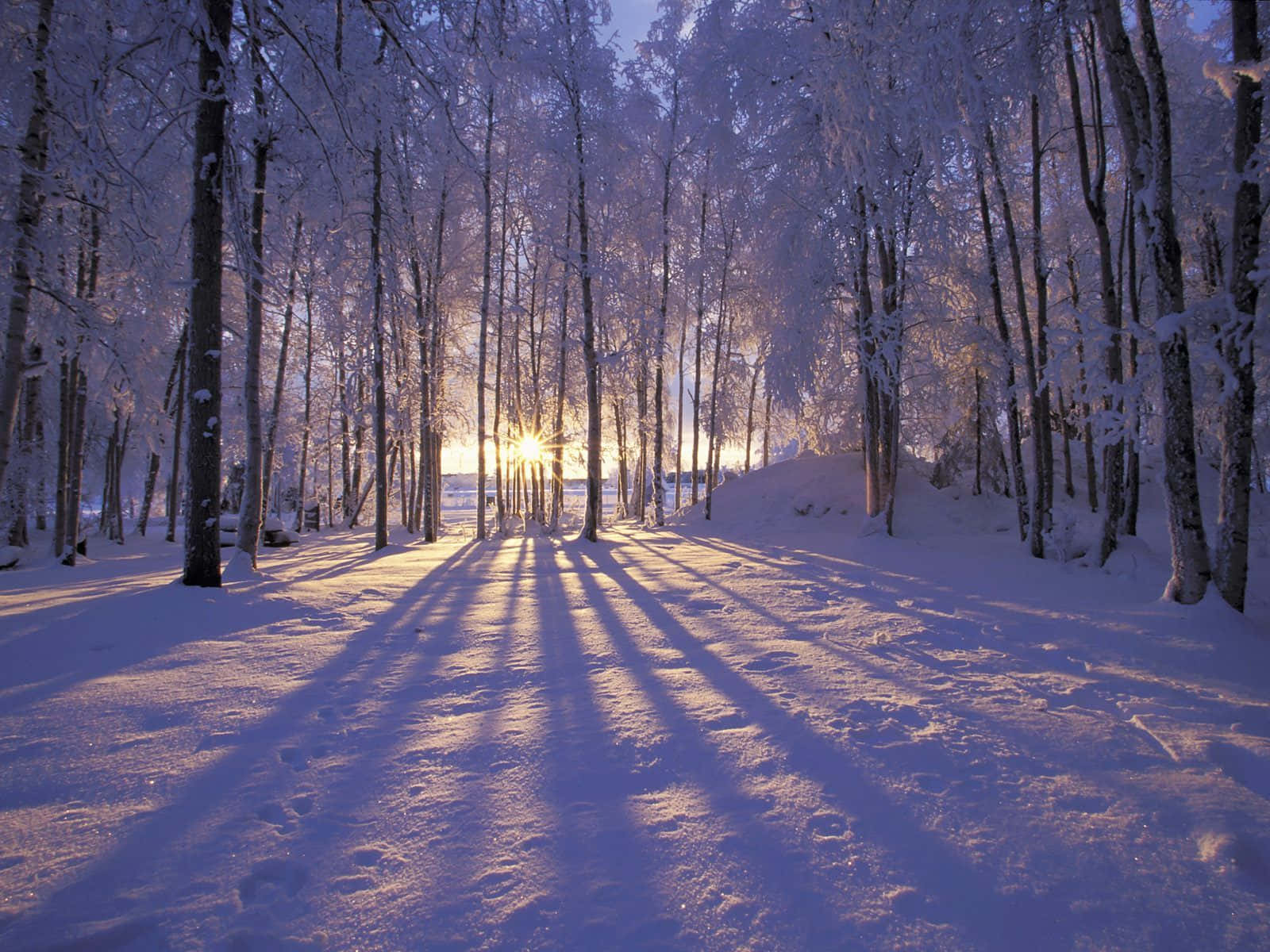 winter solstice 桌布 壁紙 — 陽光穿過積雪的樹木，在純淨的冬季森林地面上投下長長的金色陰影。