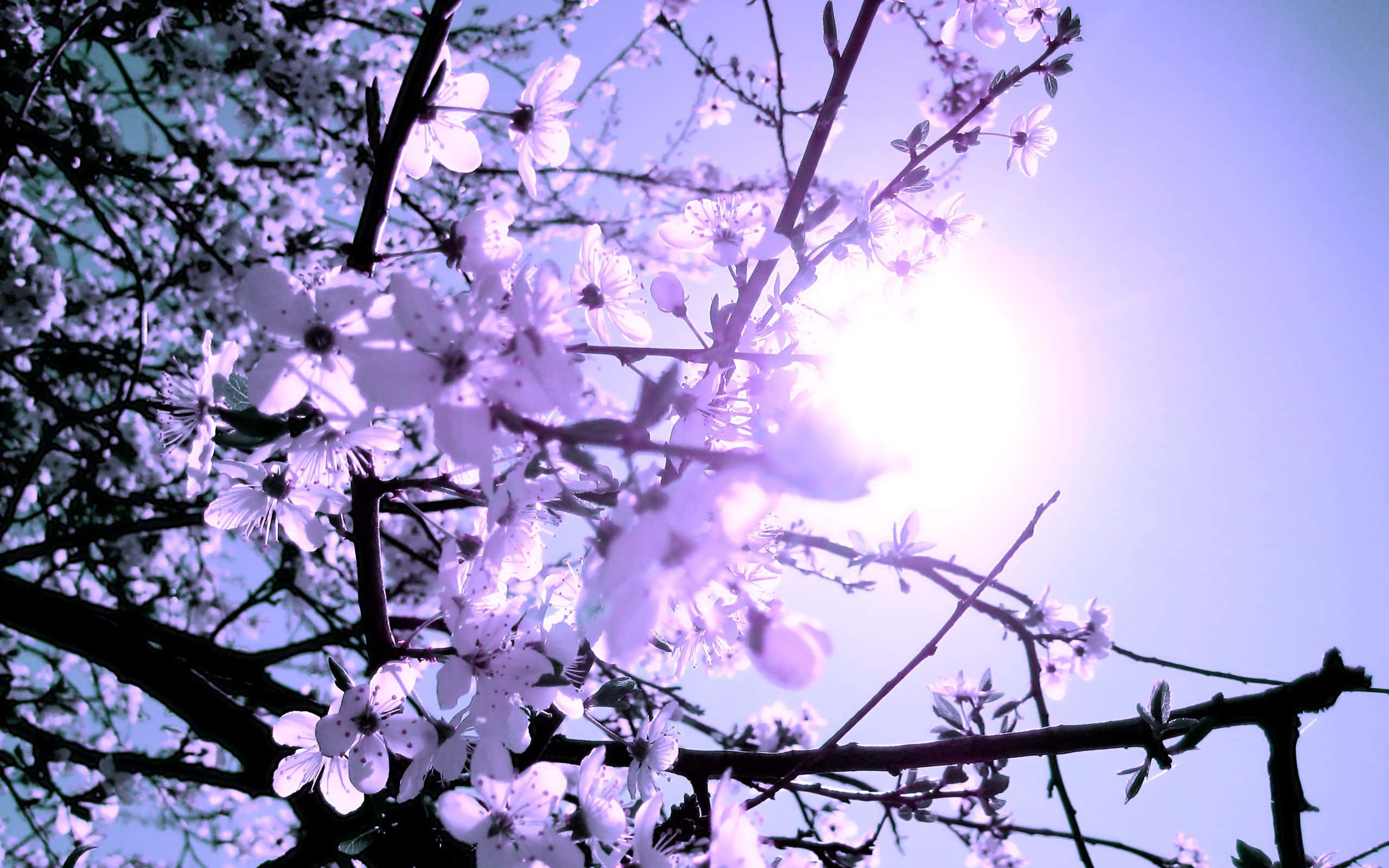 Spring Trees 桌布 壁紙 — 陽光穿過細膩的白色櫻花，映襯著柔和的淡紫色天空。
