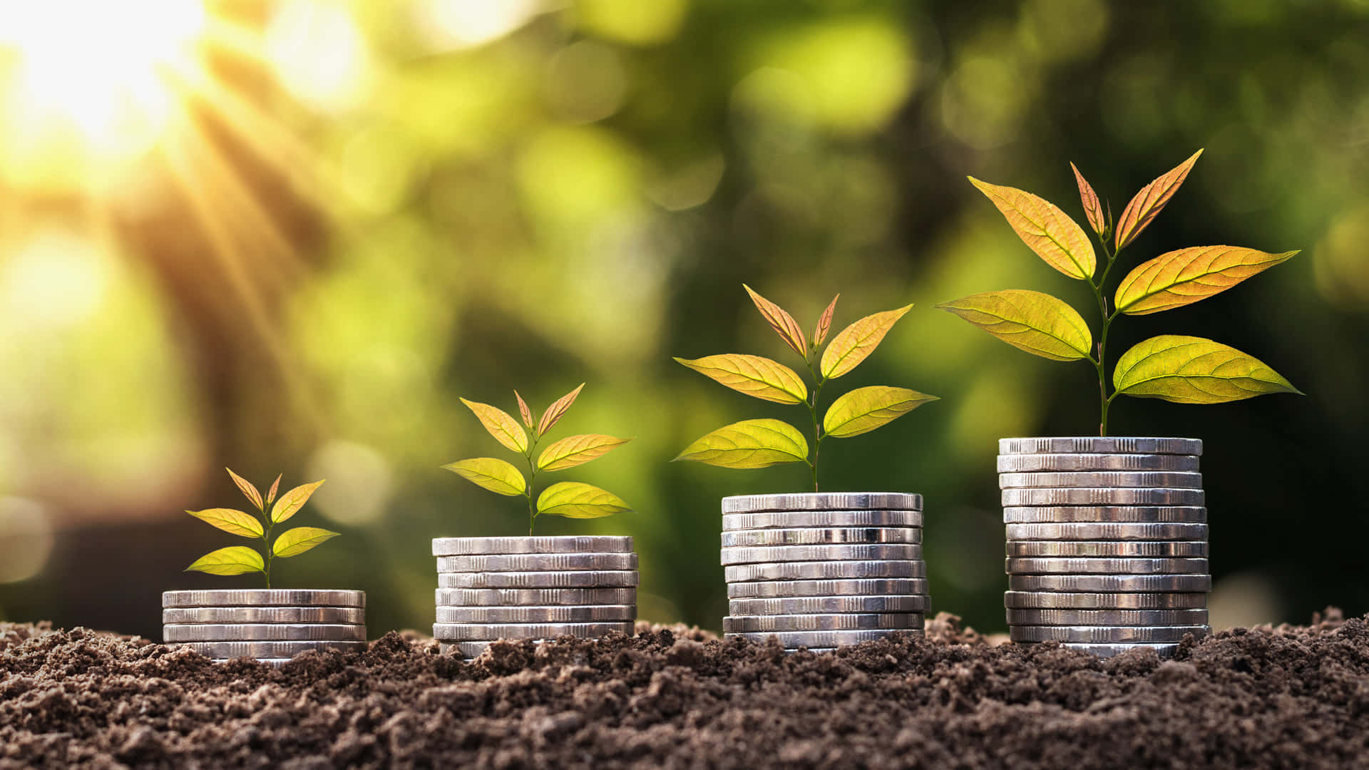 Green Finance 桌布 壁紙 — 陽光穿過綠色樹葉，幼苗從土壤中的硬幣堆中長得更高。