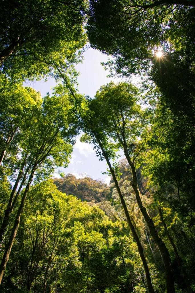 Blue Mountains National Park 桌布 壁紙 — 陽光穿過茂密嘅樹冠，喺鬱鬱蔥蔥嘅森林空地中嘅翠綠樹木之間迸發而出。