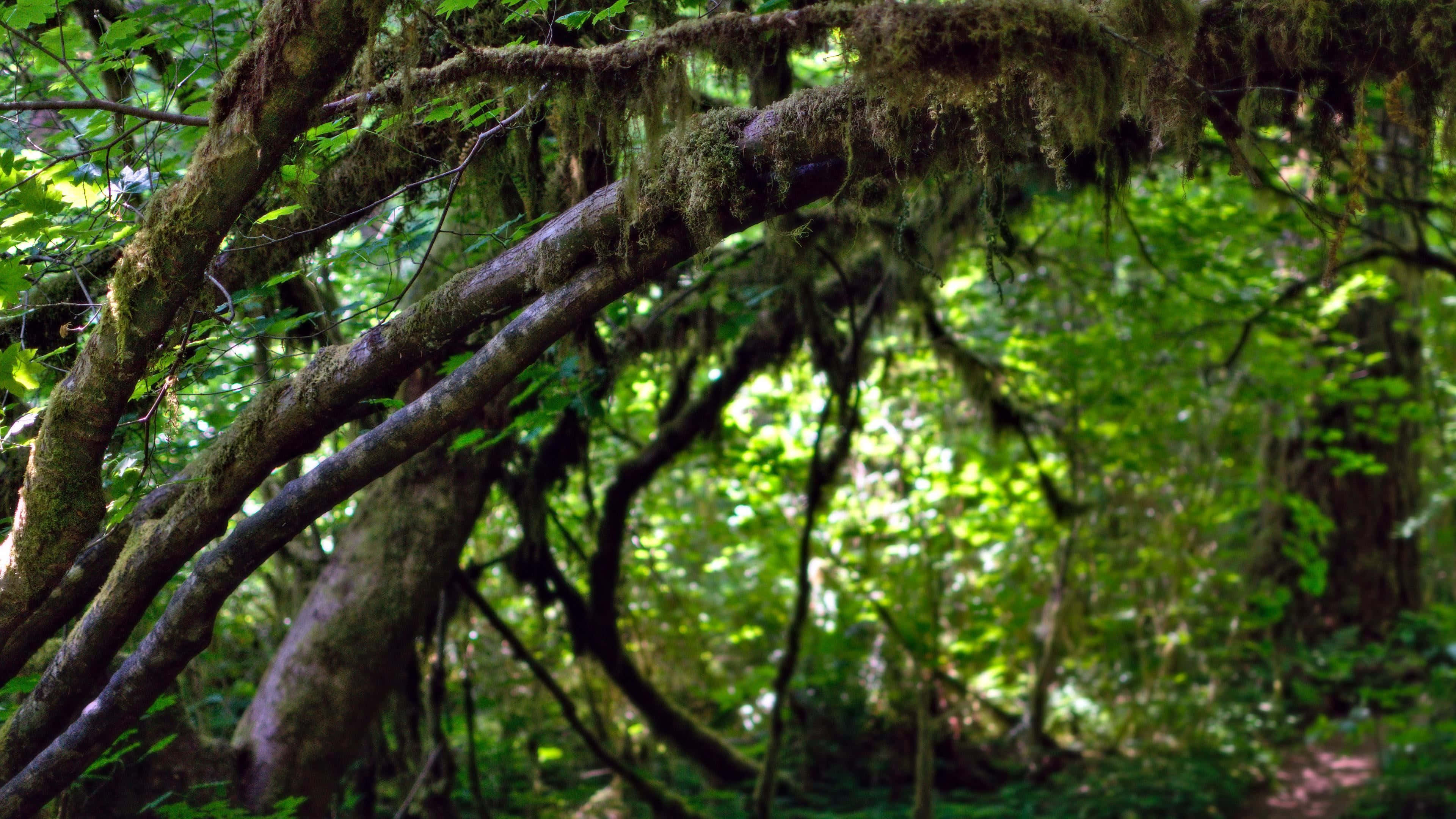 Moss 桌布 壁紙 — 陽光穿過茂密嘅苔蘚覆蓋樹枝形成嘅樹冠，灑落喺翠綠森林之中。