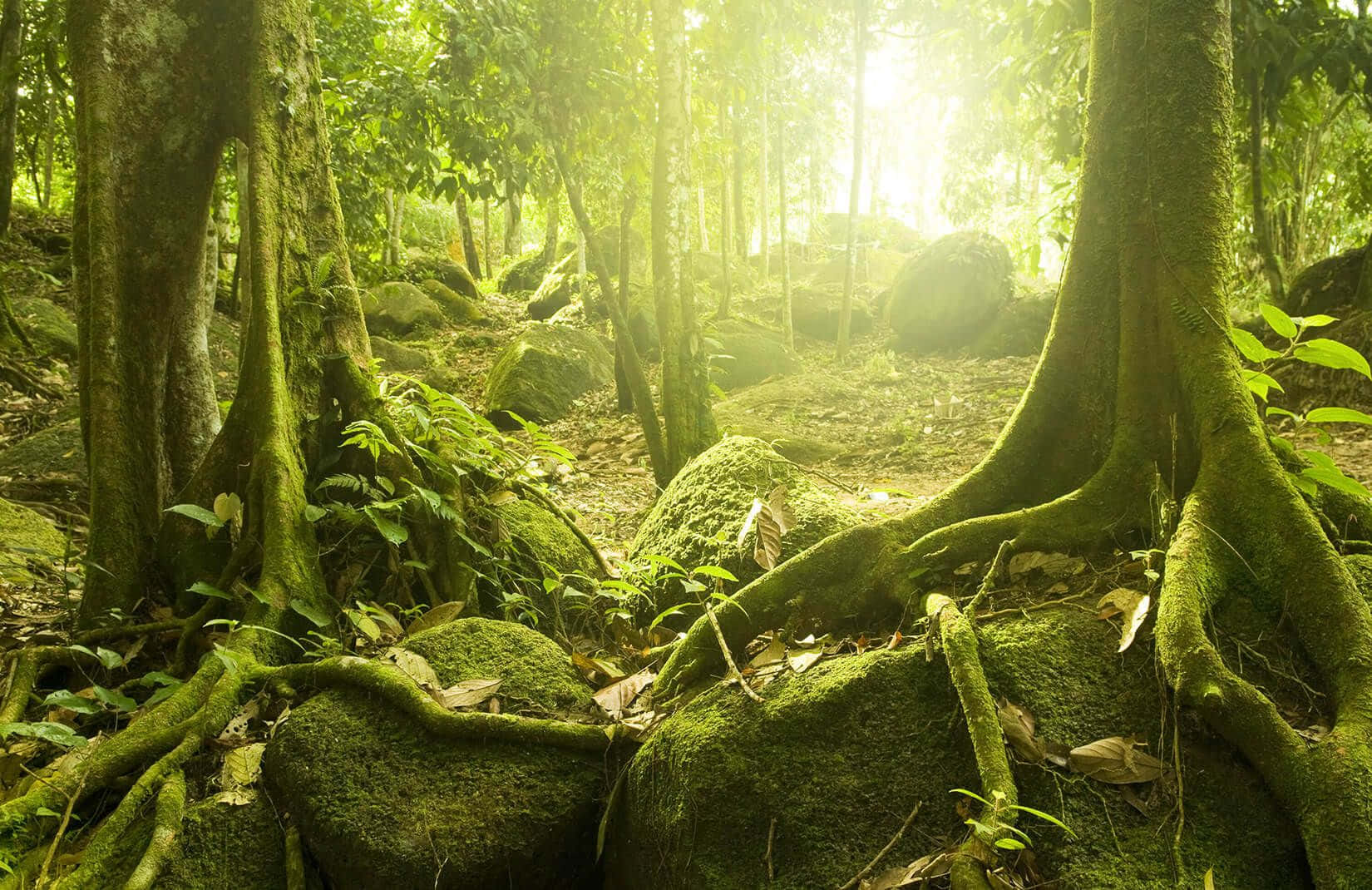Green Jungle 桌布 壁紙 — 陽光穿過茂密的叢林樹冠，照亮了長滿苔蘚的樹根和岩石。