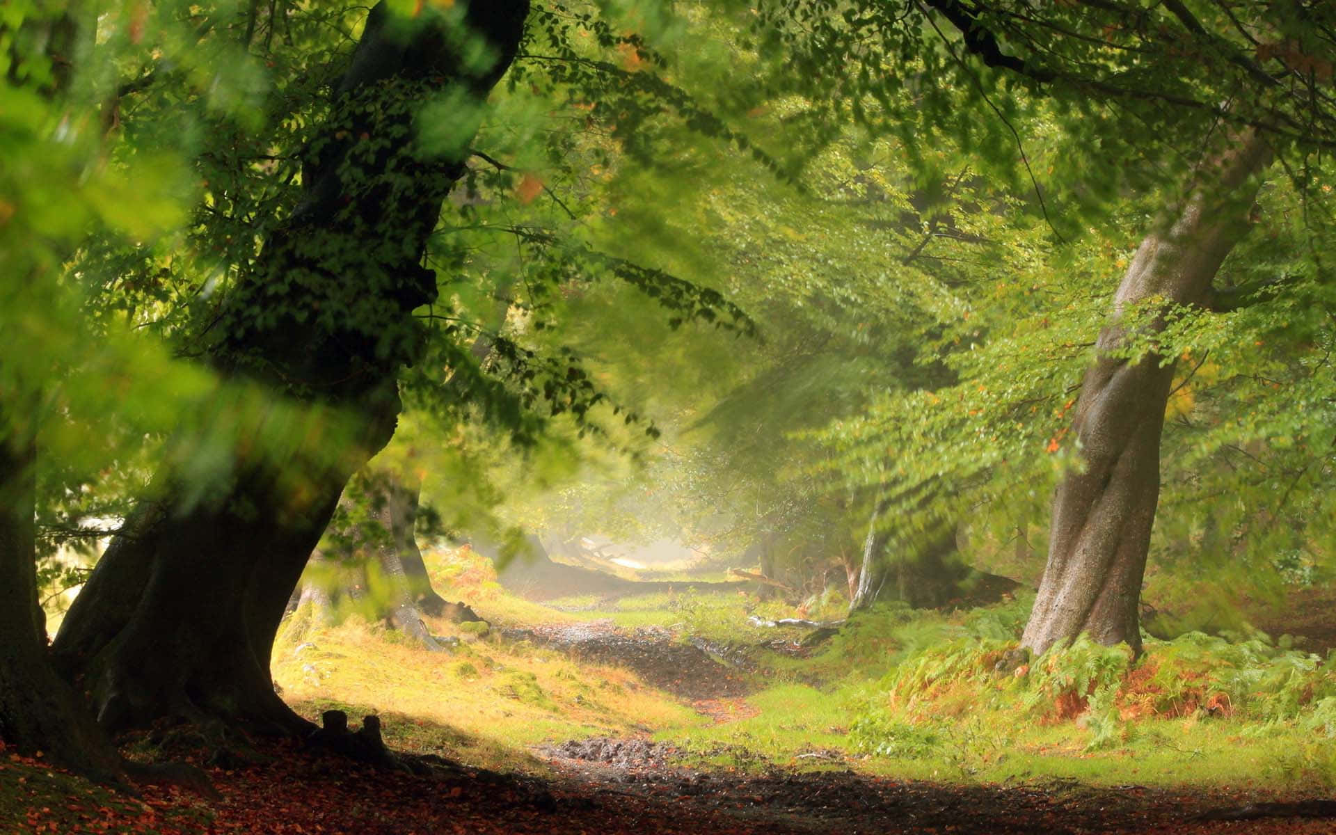 3d Forest 桌布 壁紙 — 陽光穿過茂密的綠樹，在霧氣瀰漫、長滿蕨類植物和落葉的林間小徑上投下斑駁的光影。