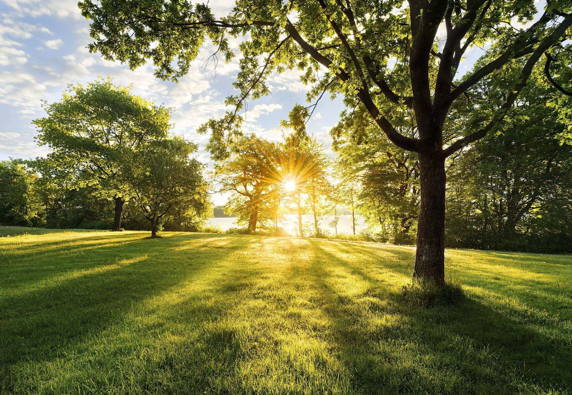 Nature Scenery 桌布 壁紙 — 陽光穿過茂密的綠樹，在黃金時段將長長的影子投射在充滿活力的草地上。