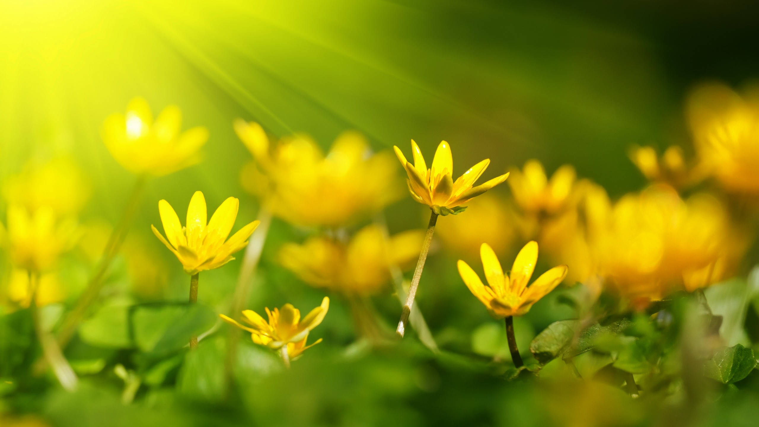 Spring Aesthetic 桌布 壁紙 — 陽光穿過茂盛綠色草地上盛開的鮮黃色花朵。